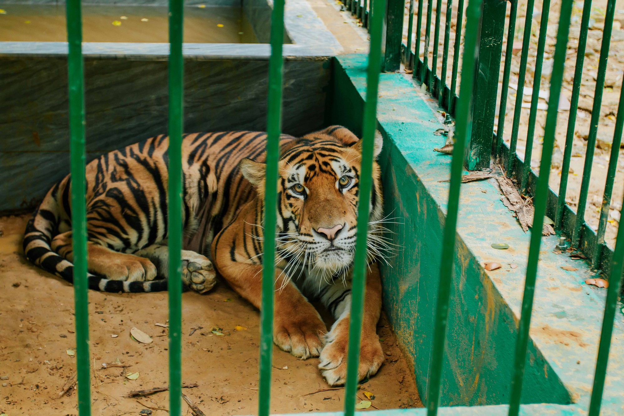 Nơi ở mới của 7 con hổ ở Phong Nha, được tắm 'hồ bơi', nằm sạp gỗ - Ảnh 5.