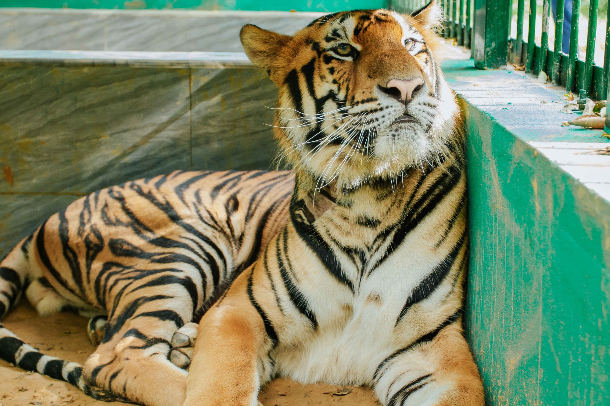 Nơi ở mới của 7 con hổ ở Phong Nha, được tắm 'hồ bơi', nằm sạp gỗ - Ảnh 4.