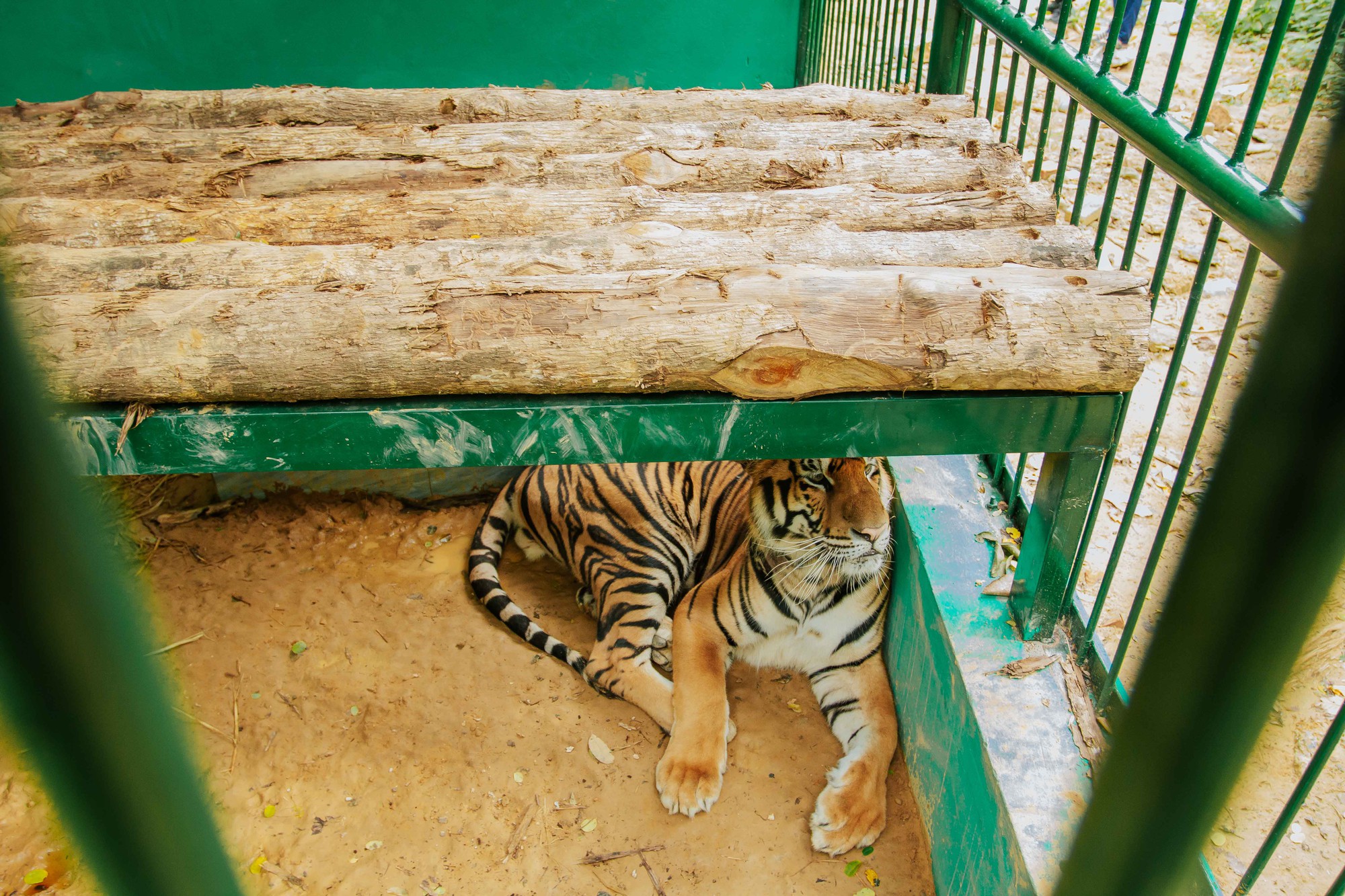 Nơi ở mới của 7 con hổ ở Phong Nha, được tắm 'hồ bơi', nằm sạp gỗ - Ảnh 3.