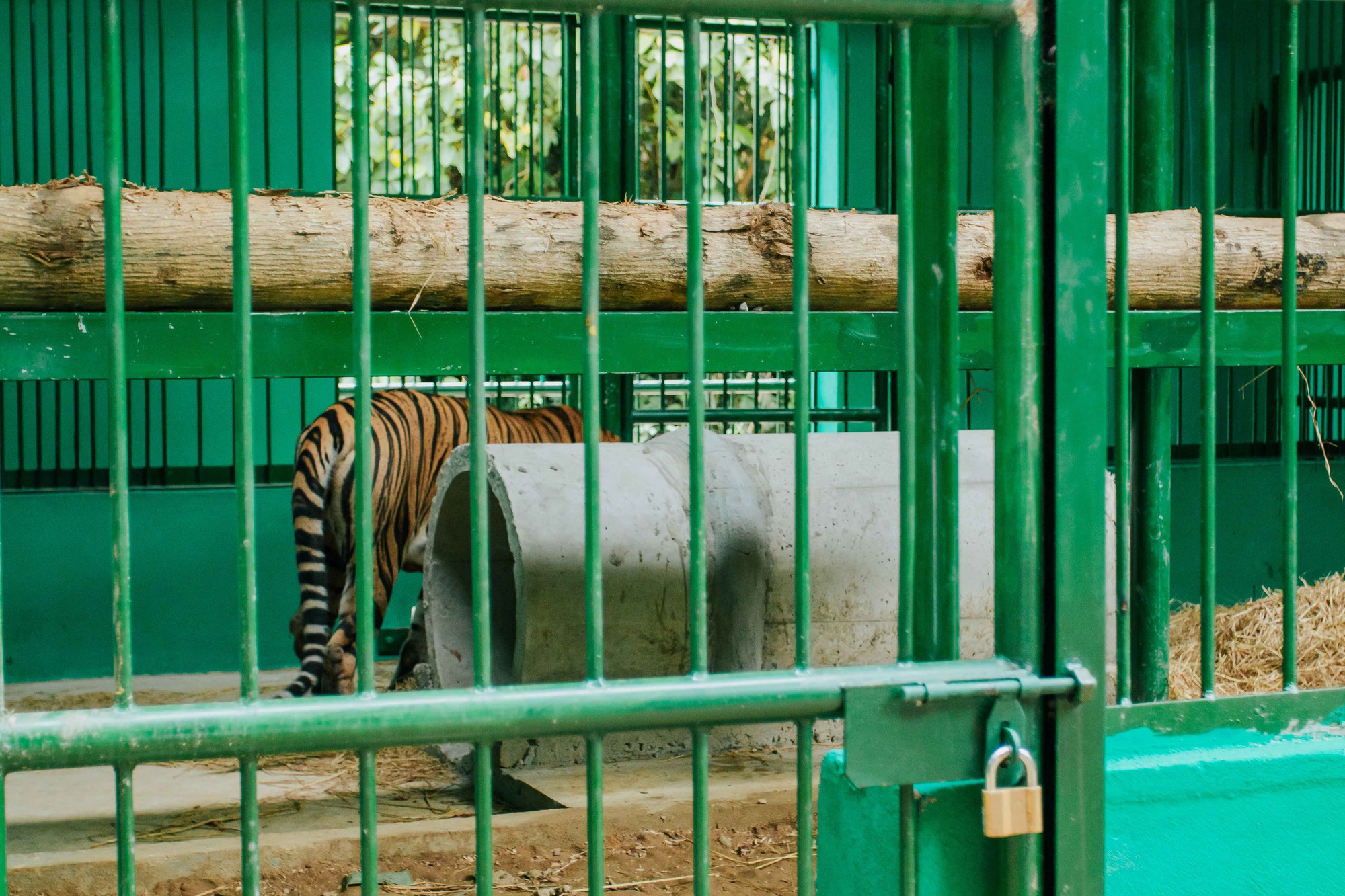 Nơi ở mới của 7 con hổ ở Phong Nha, được tắm 'hồ bơi', nằm sạp gỗ - Ảnh 6.