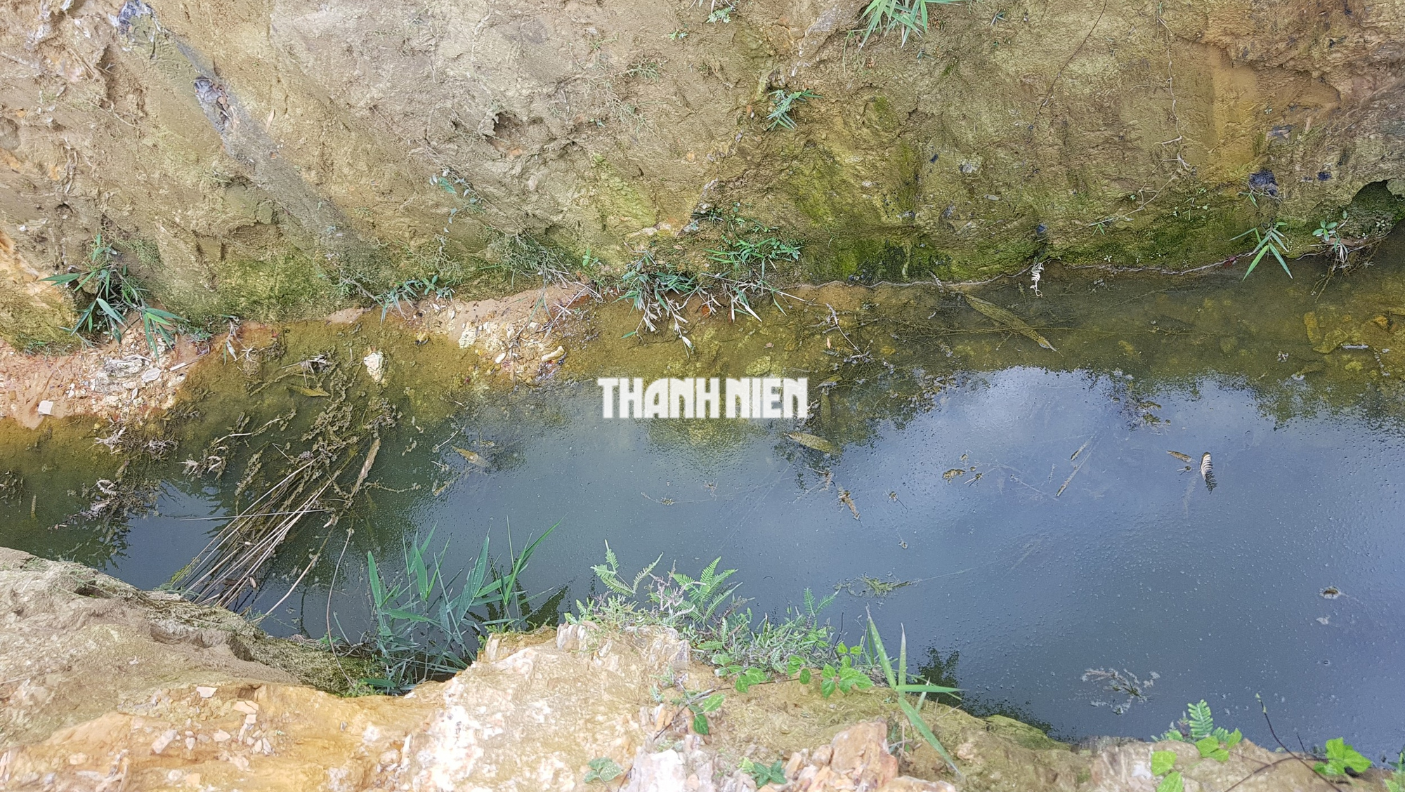 Trại nuôi heo ‘tra tấn’ 60% hộ dân một xã ở Đắk Nông: Phạt 110 triệu đồng  - Ảnh 1.