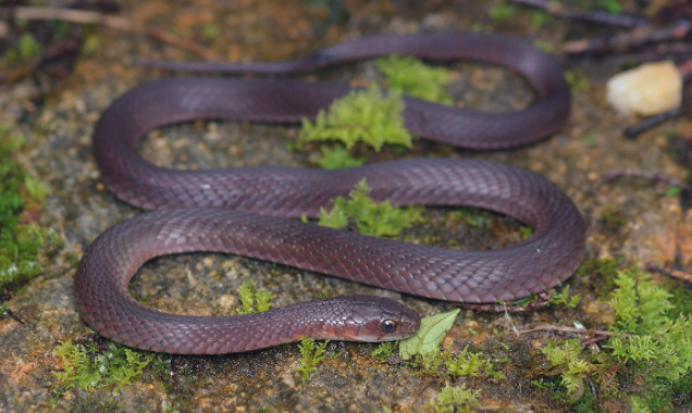 Phát hiện loài rắn mới trên vùng núi Fansipan - Ảnh 1.