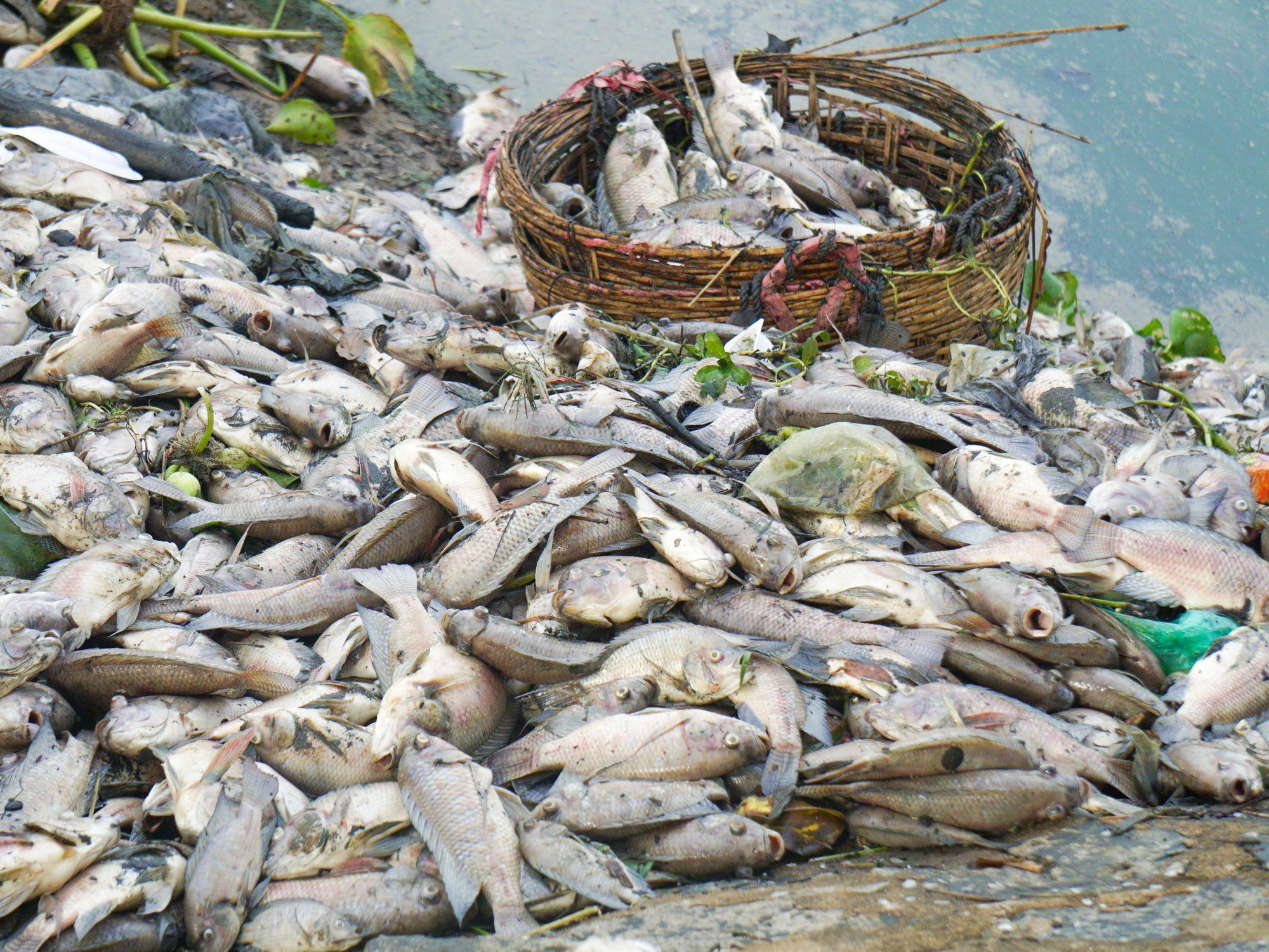 Đà Nẵng: Khoảng 4 tấn cá chết nổi trắng mặt nước kênh Đa Cô - Ảnh 2.