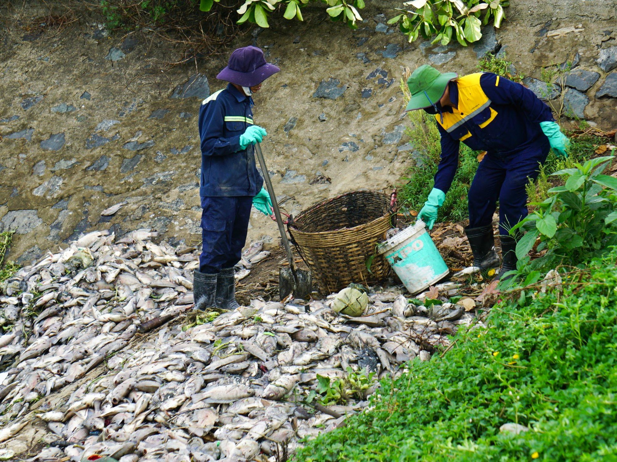 Đà Nẵng: Khoảng 4 tấn cá chết nổi trắng mặt nước kênh Đa Cô - Ảnh 5.