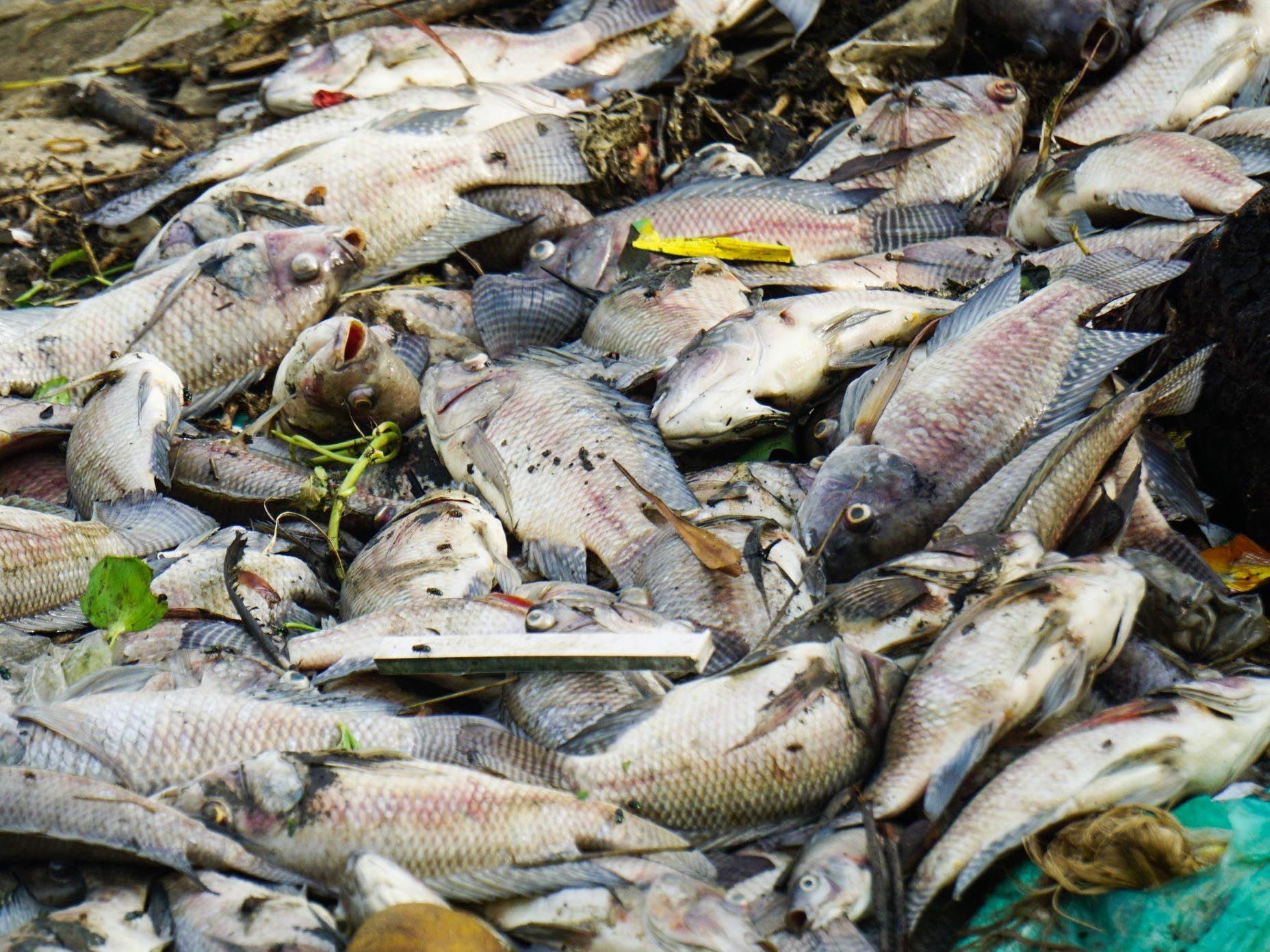 Đà Nẵng: Khoảng 4 tấn cá chết nổi trắng mặt nước kênh Đa Cô - Ảnh 3.