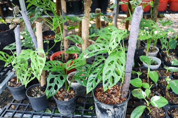 Nghỉ công việc ổn định để rẽ hướng kinh doanh kiểng lá - Ảnh 3. Nghỉ công việc ổn định để rẽ hướng kinh doanh kiểng lá - Ảnh 3.
