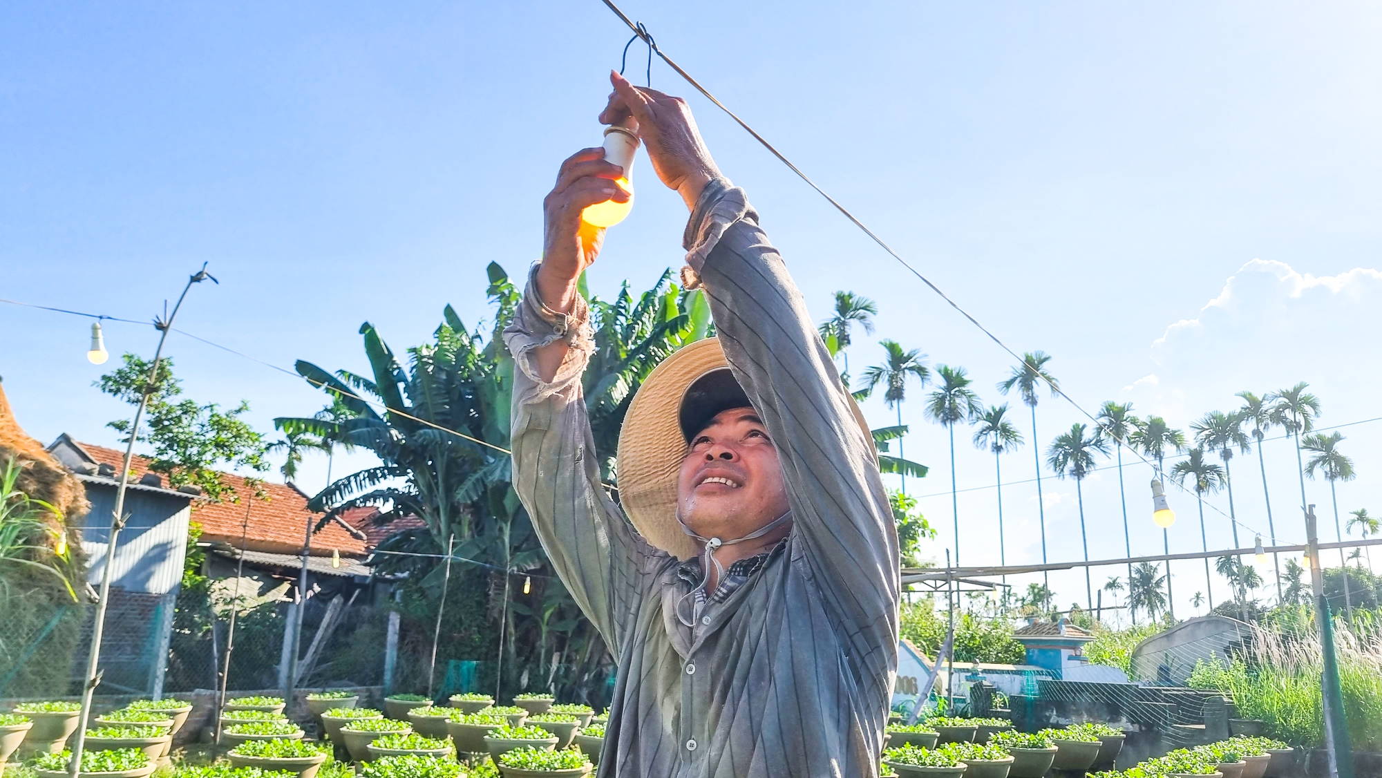 'Thủ phủ hoa cúc miền Trung' vào vụ Tết - Ảnh 10.