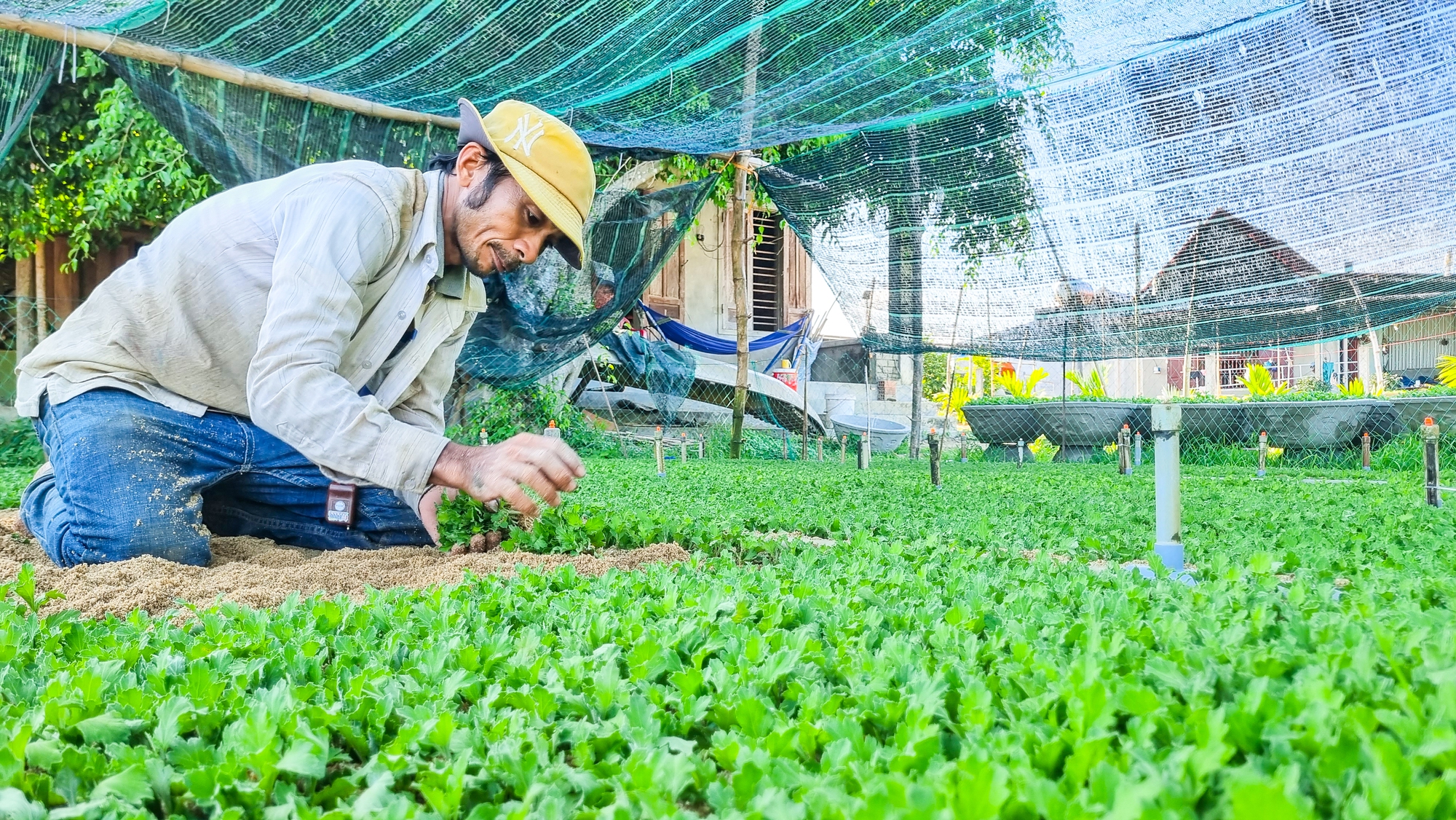 'Thủ phủ hoa cúc miền Trung' vào vụ Tết - Ảnh 2.