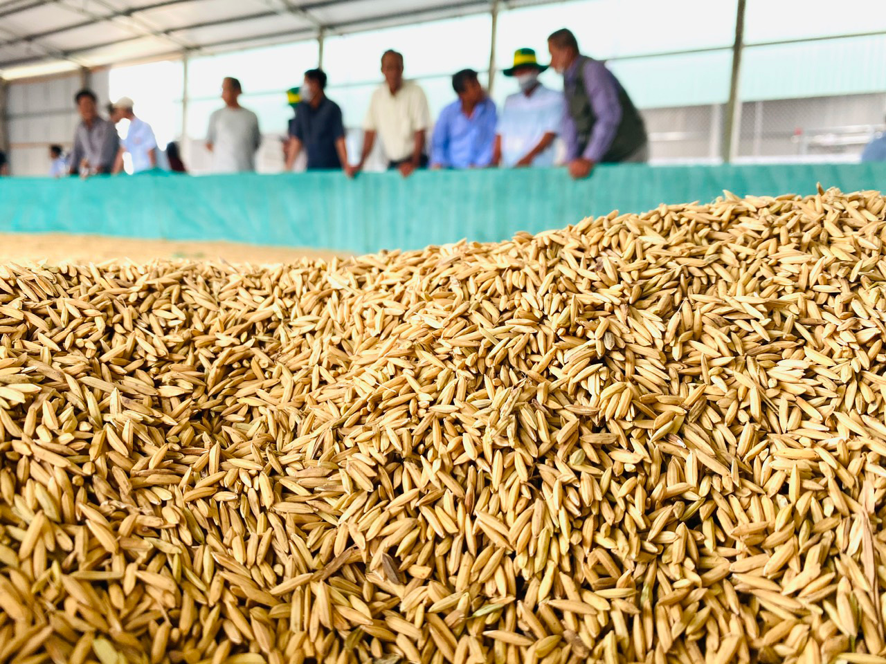 Việt Nam sẽ bán gạo ‘xanh’ và không khí sạch - Ảnh 10.