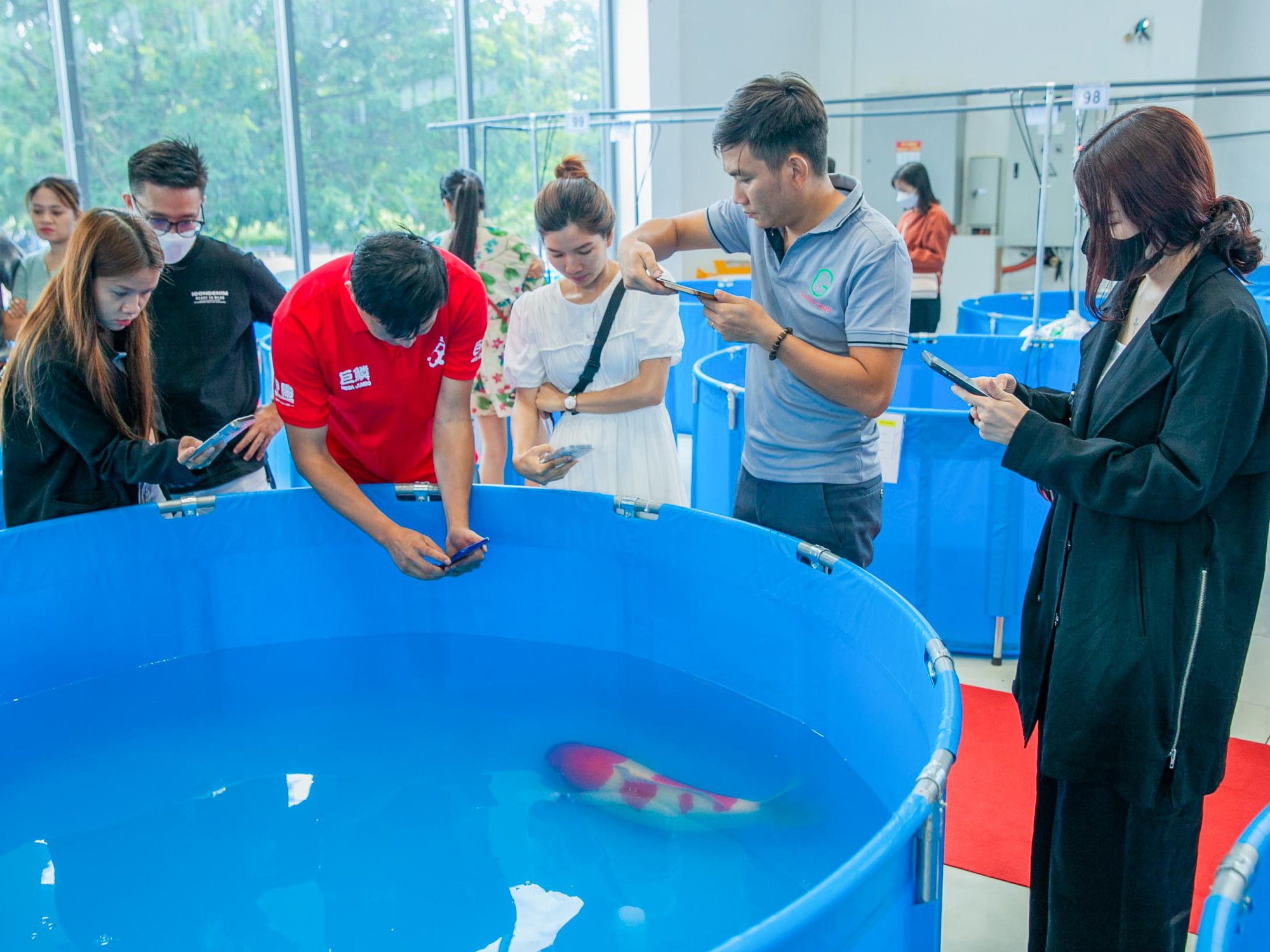 Hơn 500 con cá koi hội tụ tại Đà Nẵng thi 'hoa hậu' cá koi toàn quốc - Ảnh 3.