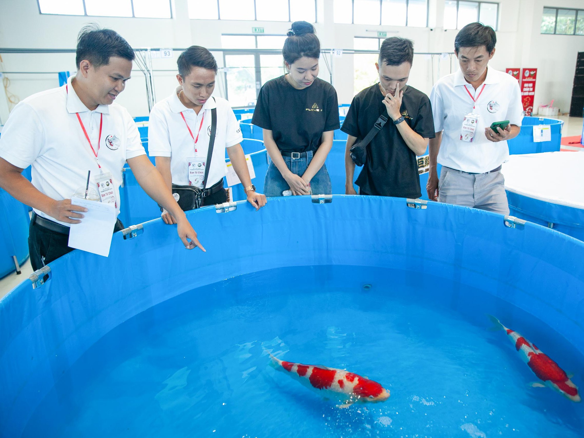 Hơn 500 con cá koi hội tụ tại Đà Nẵng thi 'hoa hậu' cá koi toàn quốc - Ảnh 7.