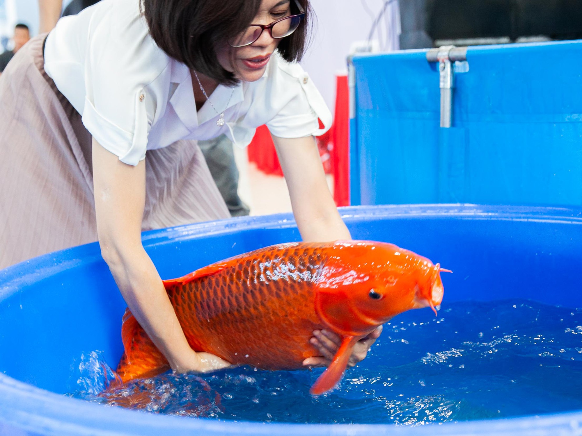 Hơn 500 con cá koi hội tụ tại Đà Nẵng thi 'hoa hậu' cá koi toàn quốc - Ảnh 1.