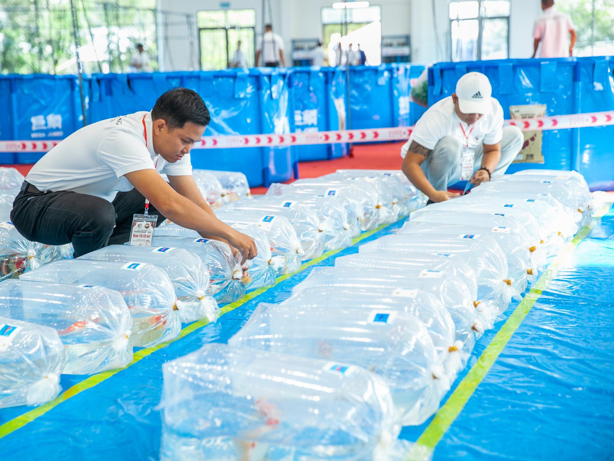 Hơn 500 con cá koi hội tụ tại Đà Nẵng thi 'hoa hậu' cá koi toàn quốc - Ảnh 5.