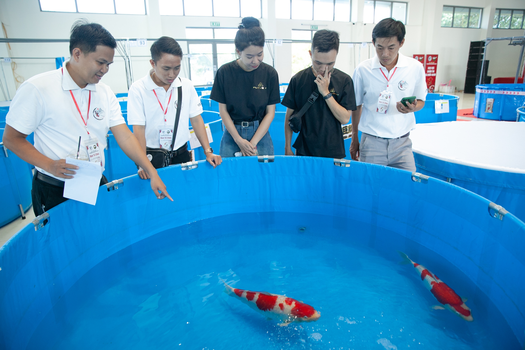 500 cá koi tranh tài nhan sắc ở Đà Nẵng: ‘Hoa hậu’ cá đẹp như thế nào? - Ảnh 1.