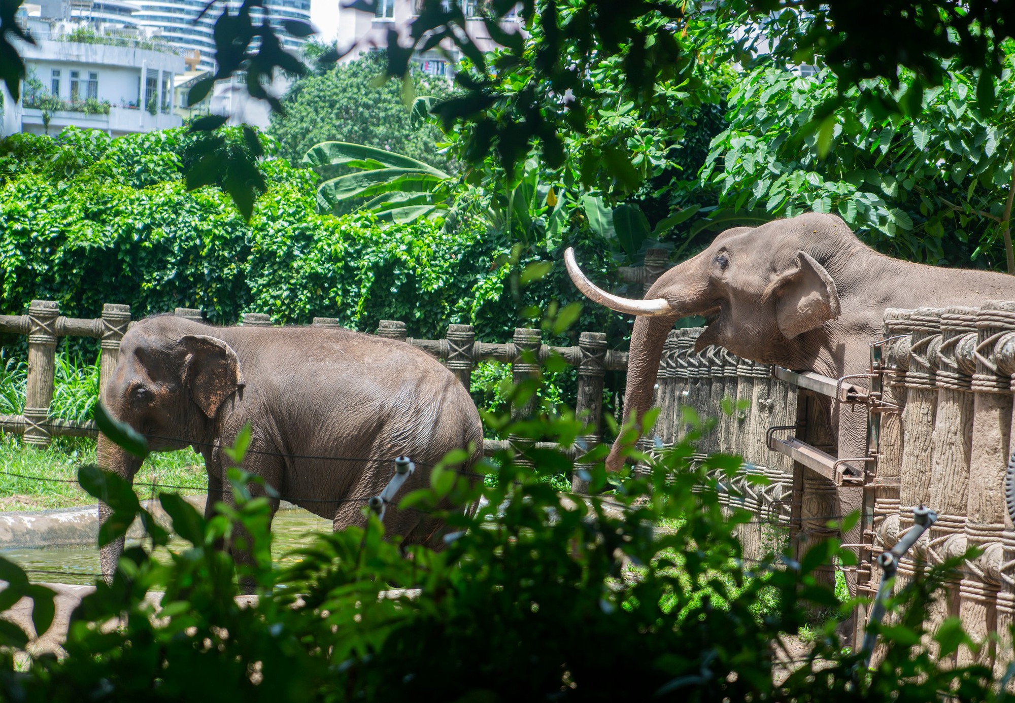 Những khoảnh khắc nhận 'bão like' của các loài thú ở Thảo Cầm Viên Sài Gòn - Ảnh 10.