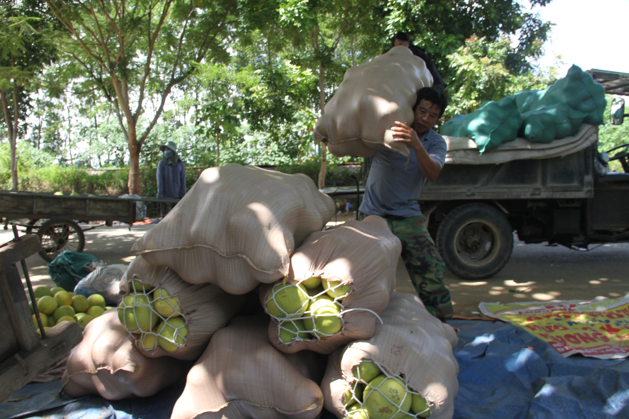 'Thủ phủ' bưởi Phúc Trạch nhộn nhịp vào vụ thu hoạch - Ảnh 7. 'Thủ phủ' bưởi Phúc Trạch nhộn nhịp vào vụ thu hoạch - Ảnh 7.