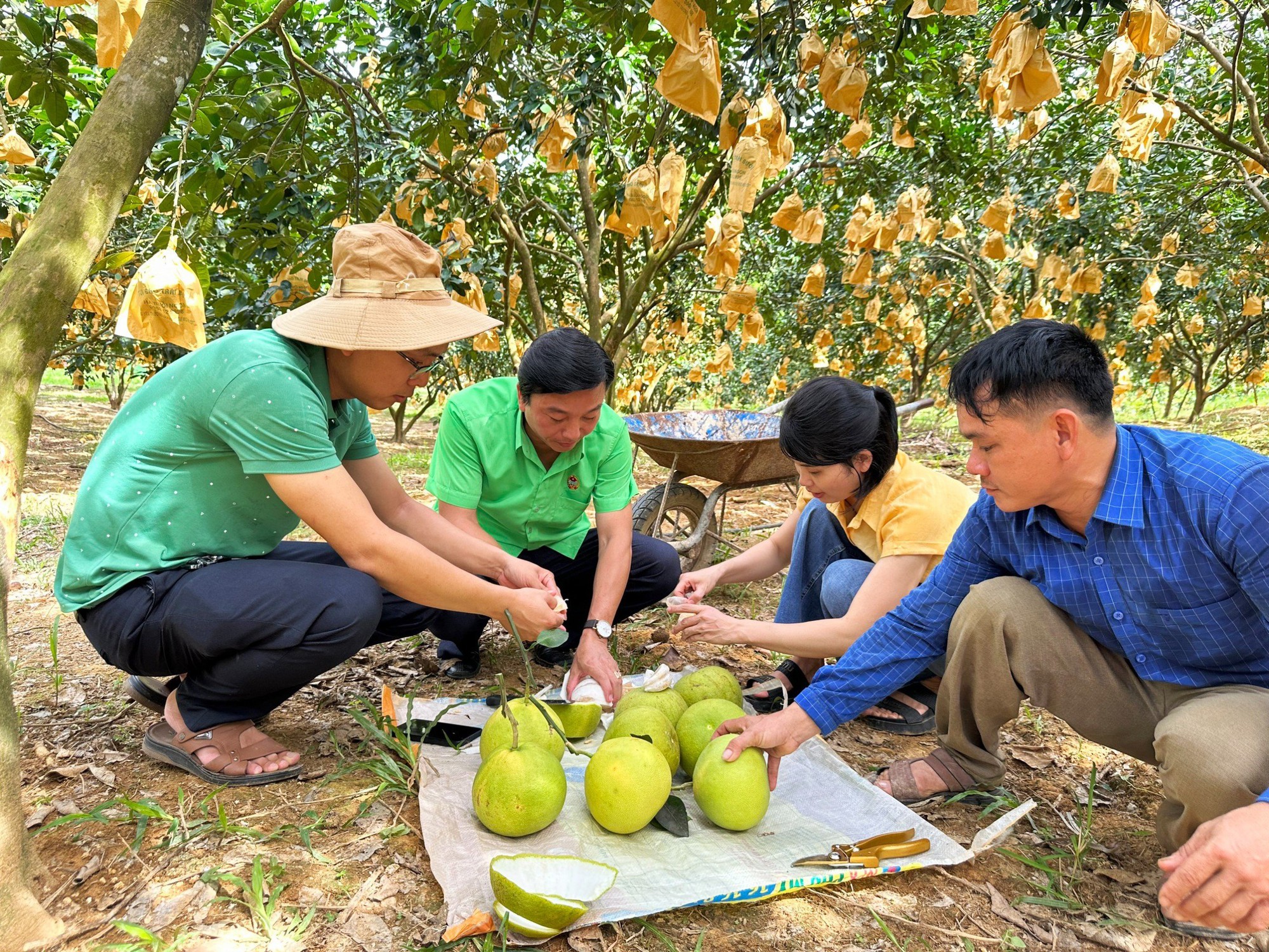 'Thủ phủ' bưởi Phúc Trạch nhộn nhịp vào vụ thu hoạch - Ảnh 5.