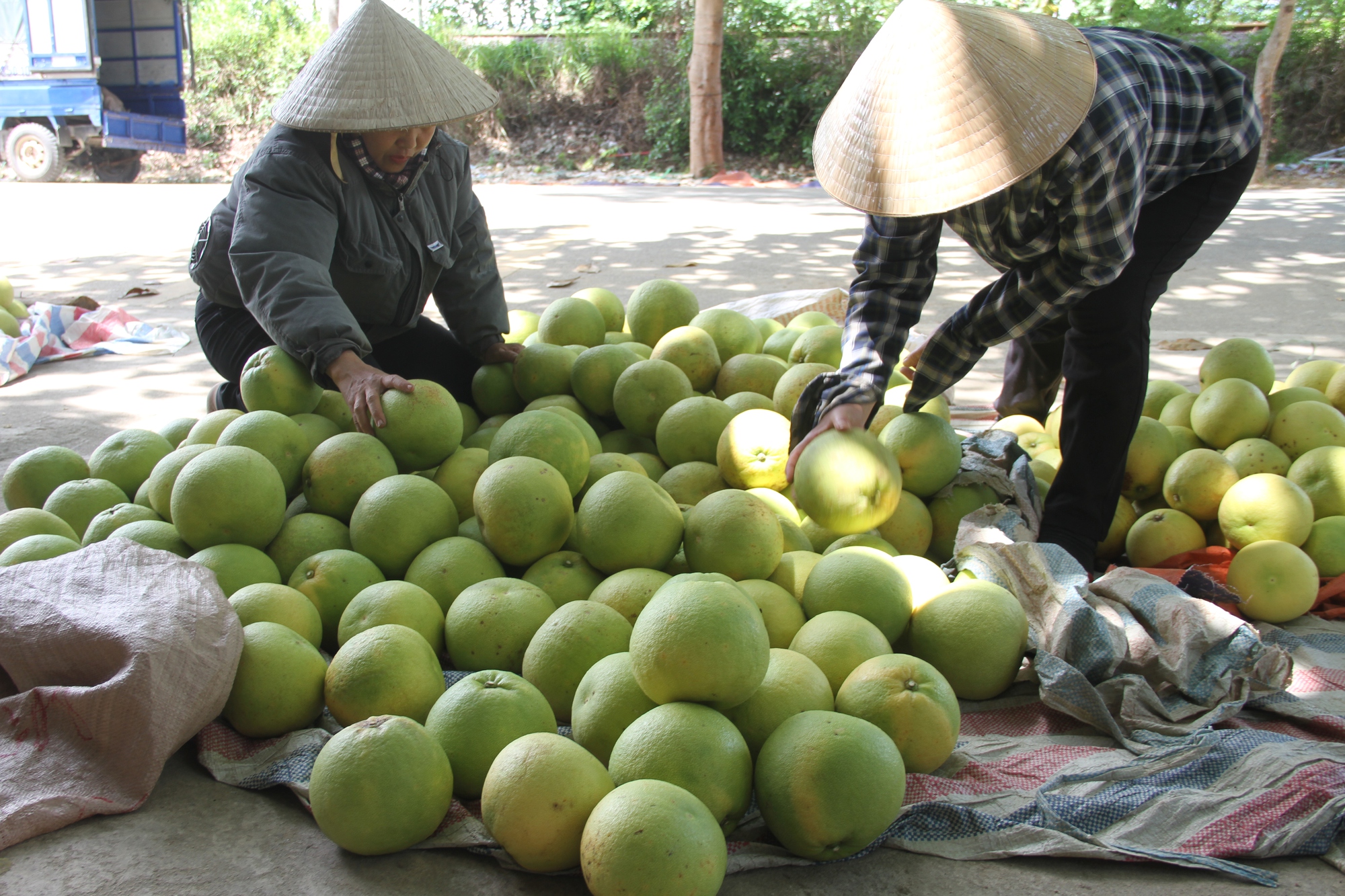 'Thủ phủ' bưởi Phúc Trạch nhộn nhịp vào vụ thu hoạch - Ảnh 9.