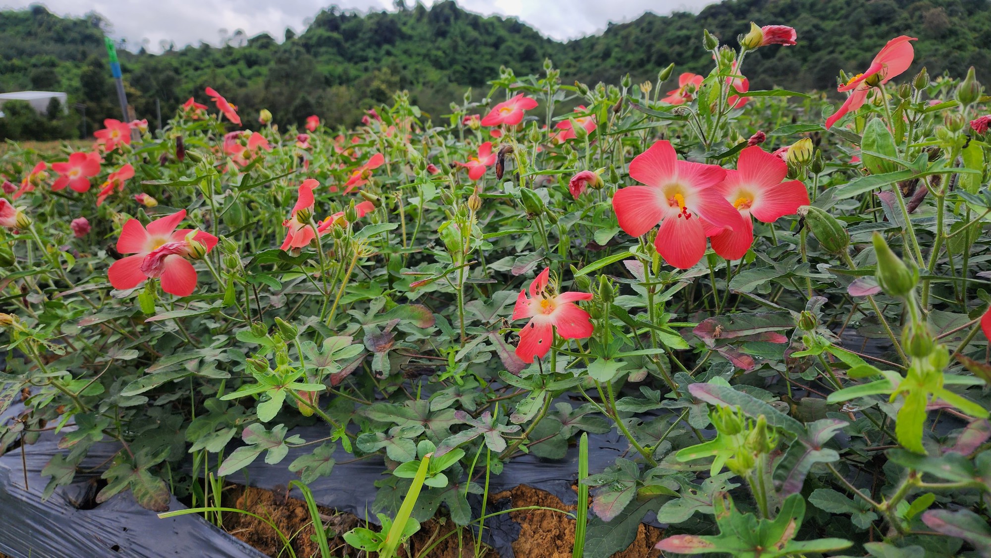 Hình ảnh minh họa Sâm Bố Chính