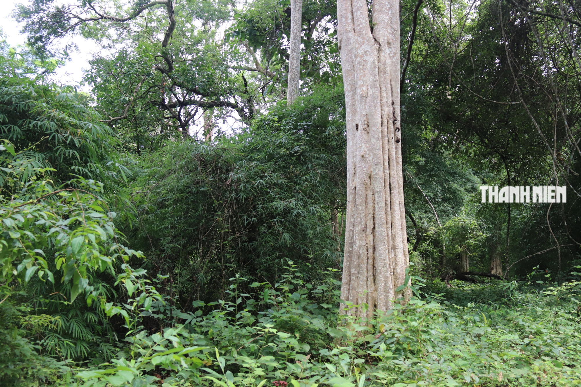 Bình Thuận: Cận cảnh khu rừng khộp nhiều bằng lăng giữa lòng hồ Ka Pét - Ảnh 2.
