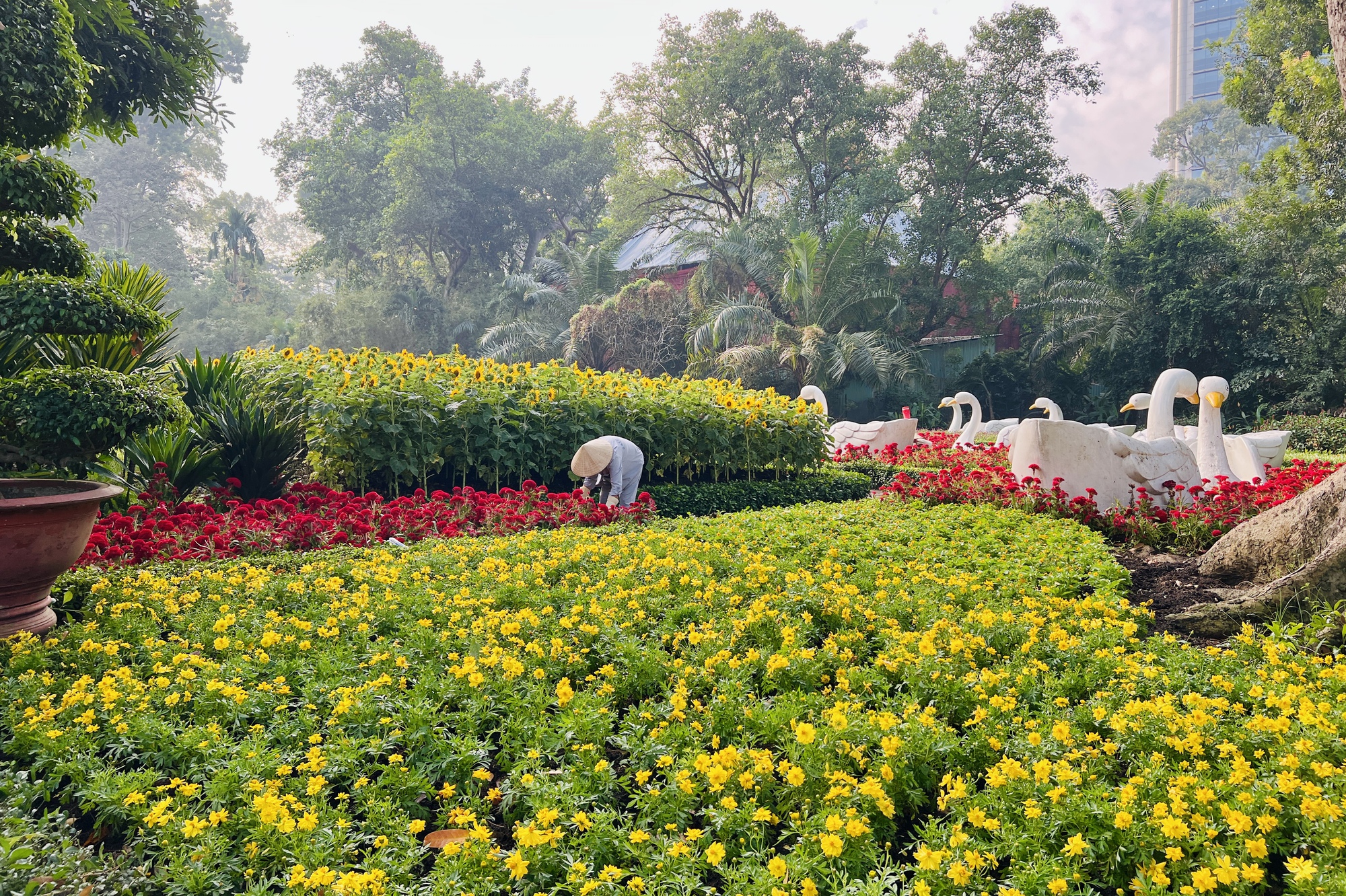 Check-in vườn hoa hướng dương rực rỡ đón năm mới ở Thảo Cầm Viên Sài Gòn- Ảnh 1.