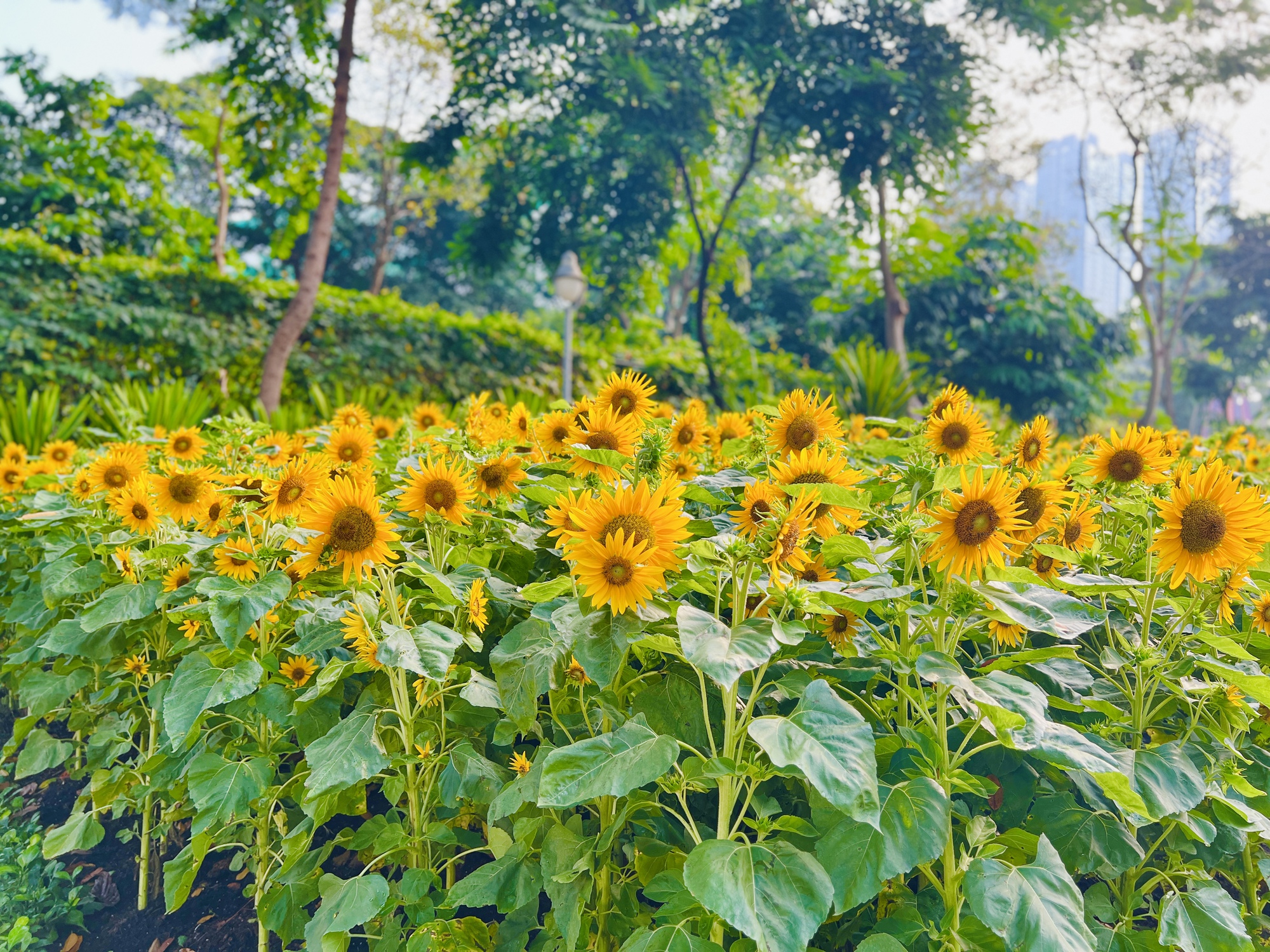 Check-in vườn hoa hướng dương rực rỡ đón năm mới ở Thảo Cầm Viên Sài Gòn- Ảnh 7.