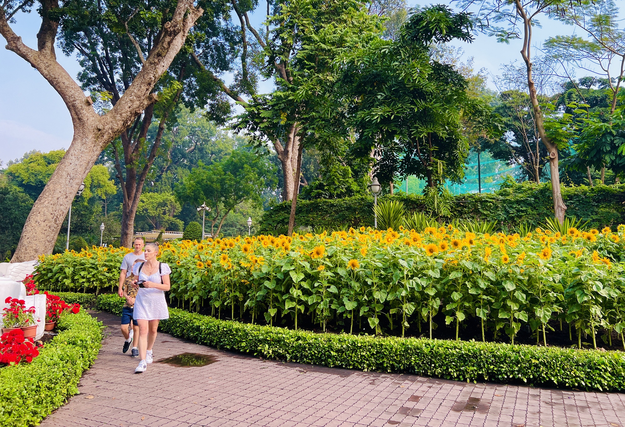Check-in vườn hoa hướng dương rực rỡ đón năm mới ở Thảo Cầm Viên Sài Gòn- Ảnh 4.