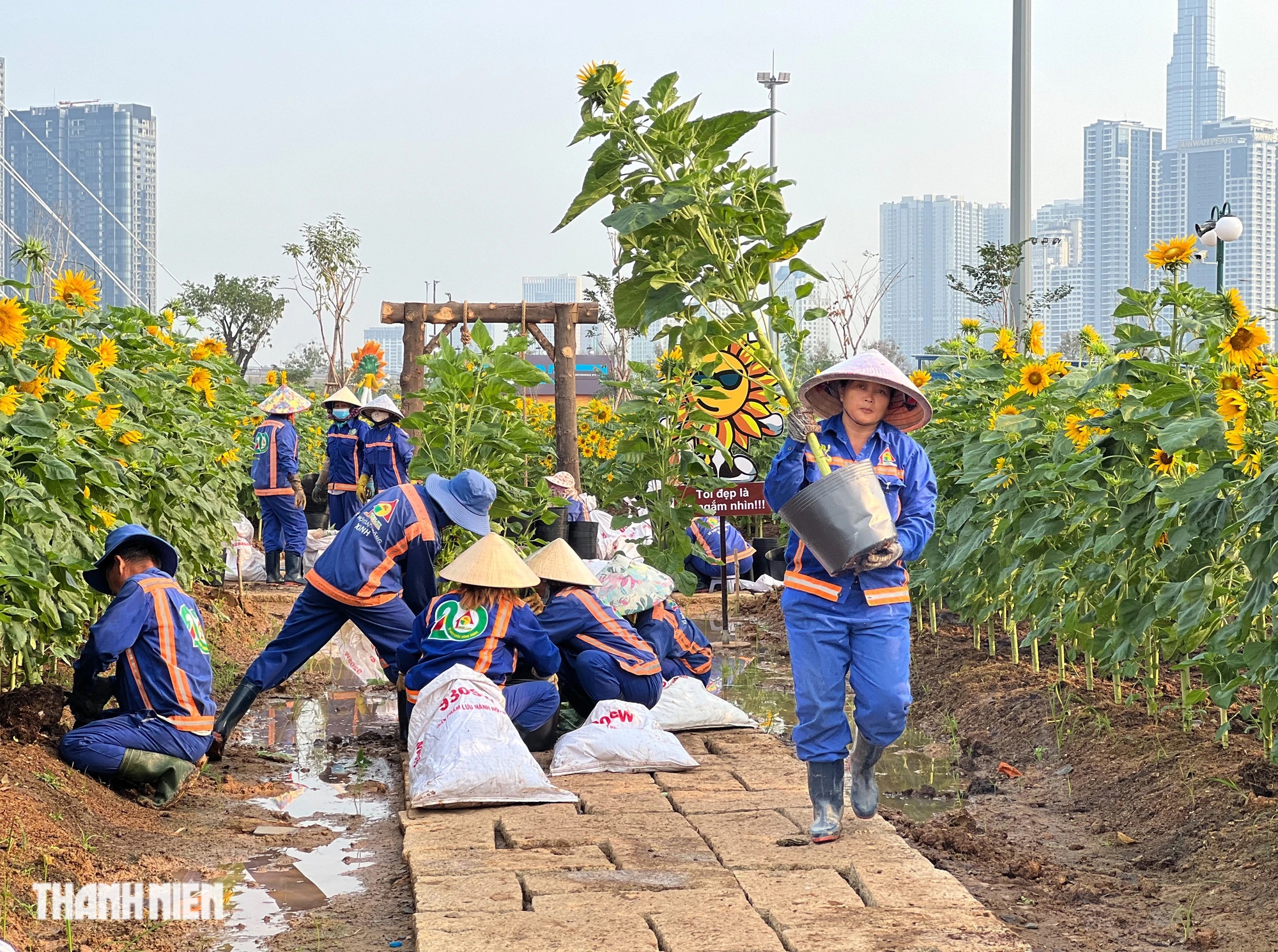 Bờ sông Sài Gòn sẽ trồng thêm 20.000 cây hướng dương phục vụ Tết Nguyên đán- Ảnh 2.