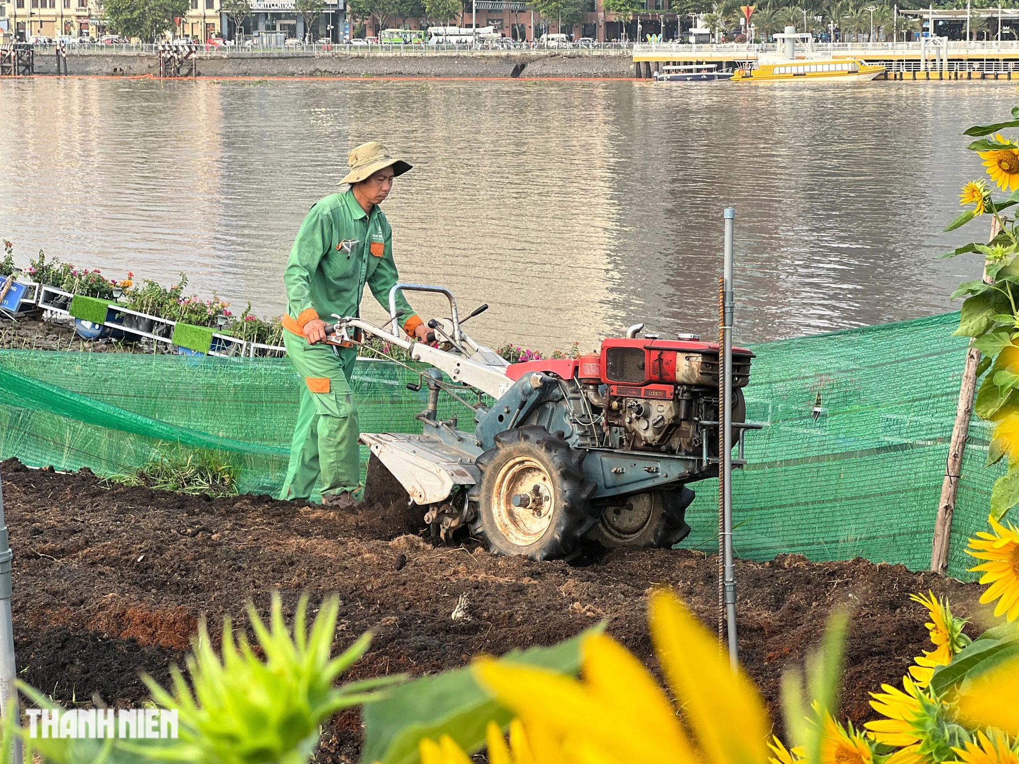Bờ sông Sài Gòn sẽ trồng thêm 20.000 cây hướng dương phục vụ Tết Nguyên đán- Ảnh 3.