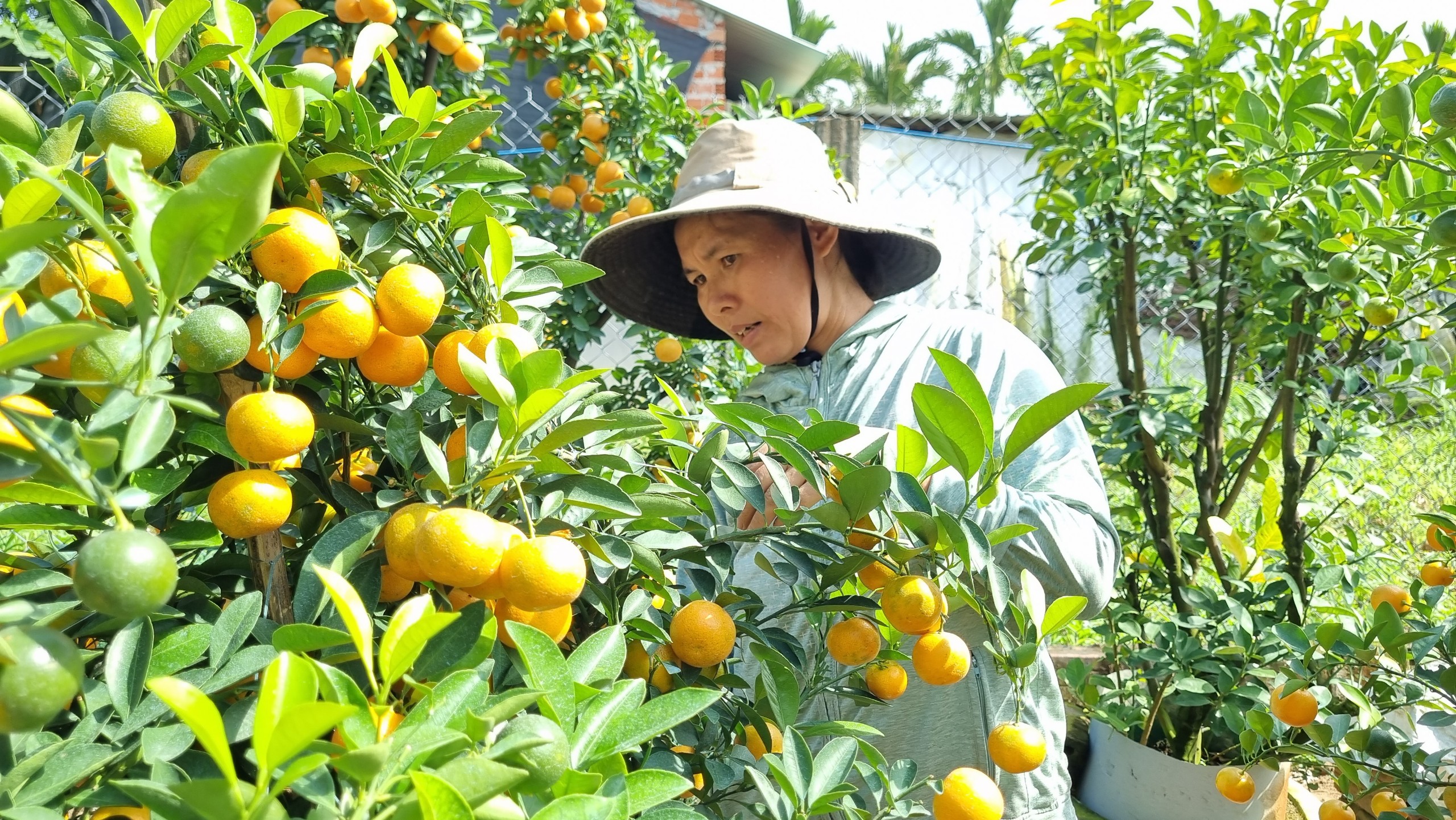 Vườn quất cả trăm triệu đầy ắp trái sum sê vàng óng, đón Tết Nguyên đán 2024- Ảnh 7.