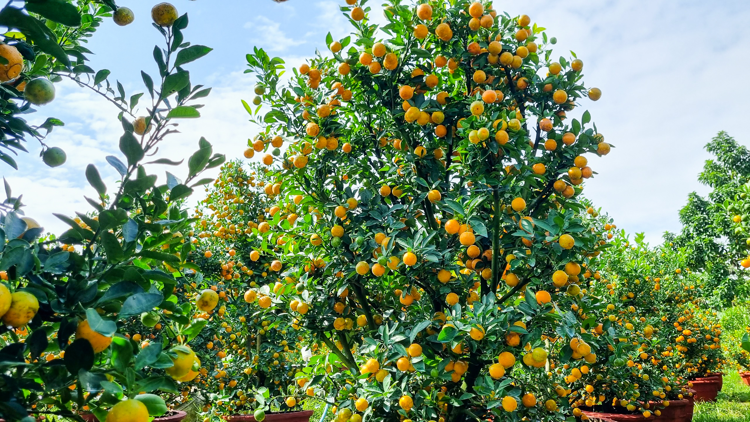 Vườn quất cả trăm triệu đầy ắp trái sum sê vàng óng, đón Tết Nguyên đán 2024- Ảnh 9.