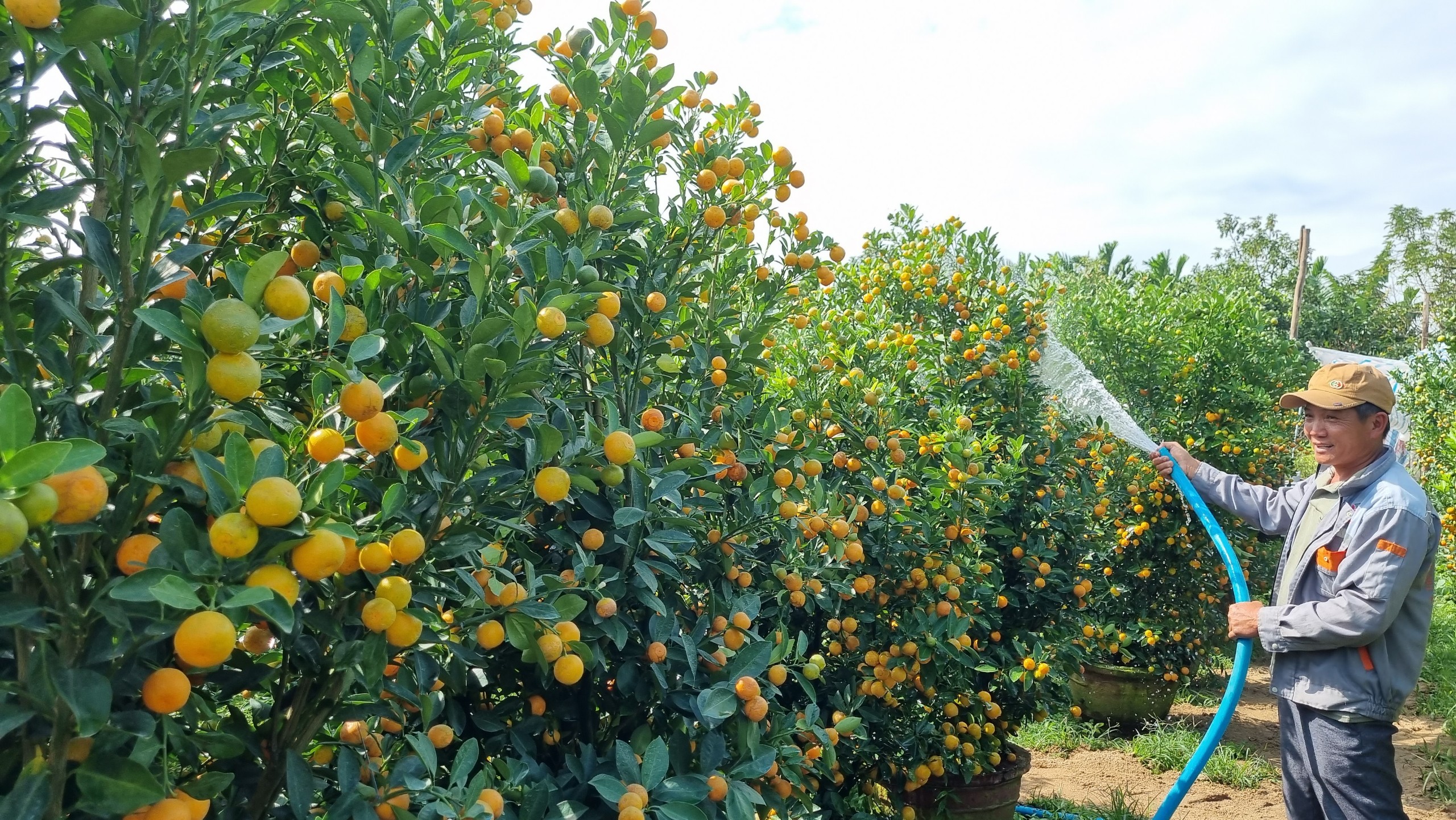 Vườn quất cả trăm triệu đầy ắp trái sum sê vàng óng, đón Tết Nguyên đán 2024- Ảnh 1.