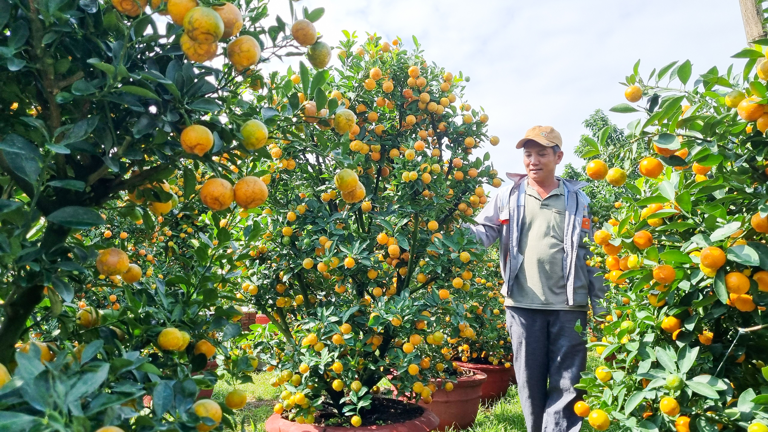 Vườn quất cả trăm triệu đầy ắp trái sum sê vàng óng, đón Tết Nguyên đán 2024- Ảnh 4.