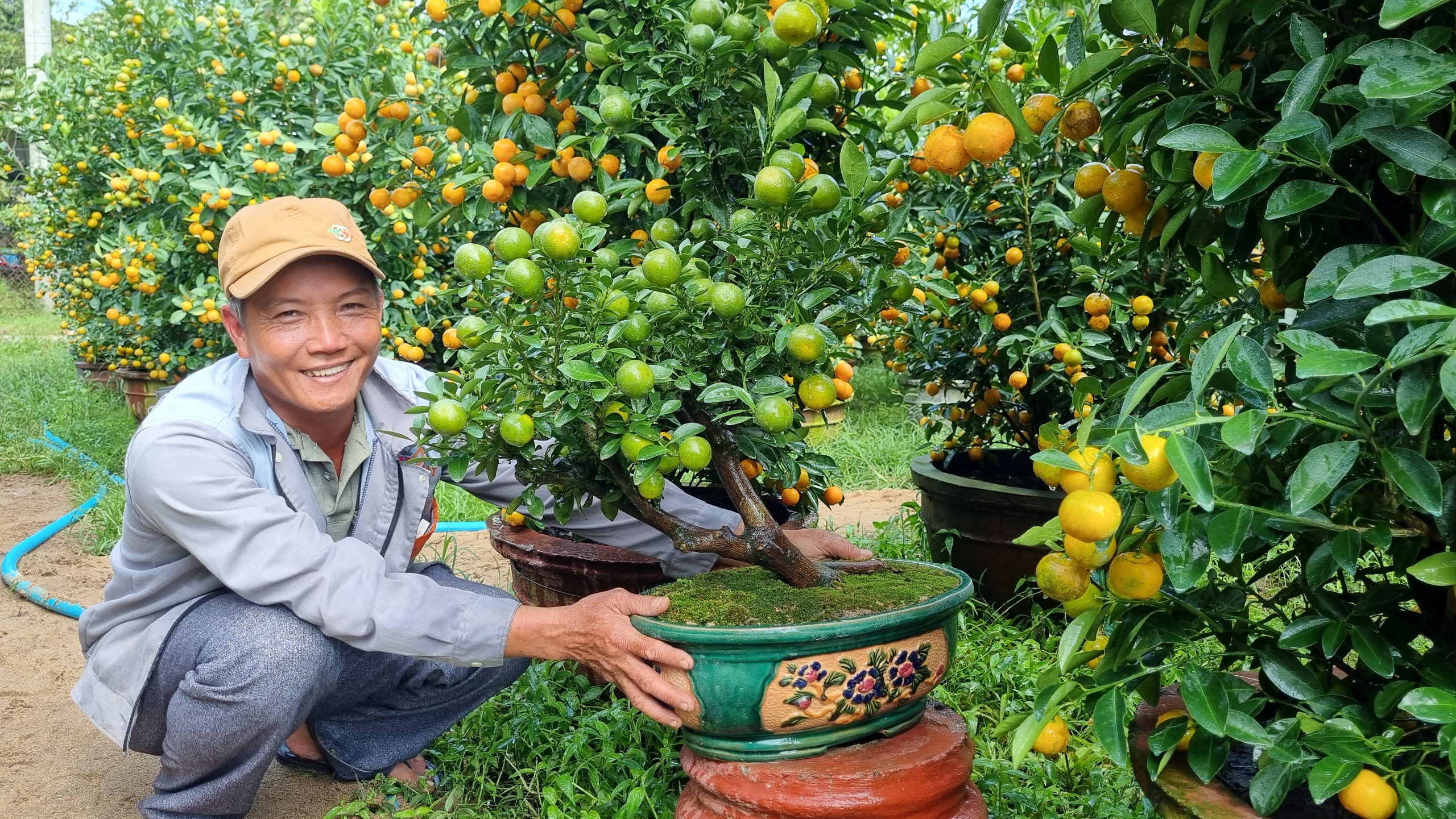 Vườn quất cả trăm triệu đầy ắp trái sum sê vàng óng, đón Tết Nguyên đán 2024- Ảnh 2.