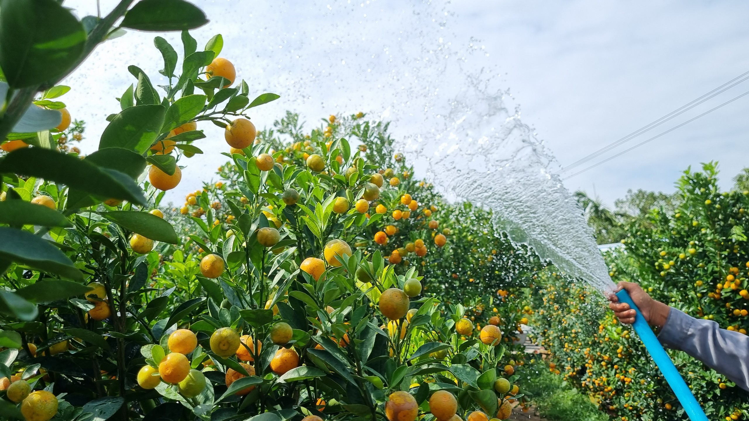 Vườn quất cả trăm triệu đầy ắp trái sum sê vàng óng, đón Tết Nguyên đán 2024- Ảnh 5.