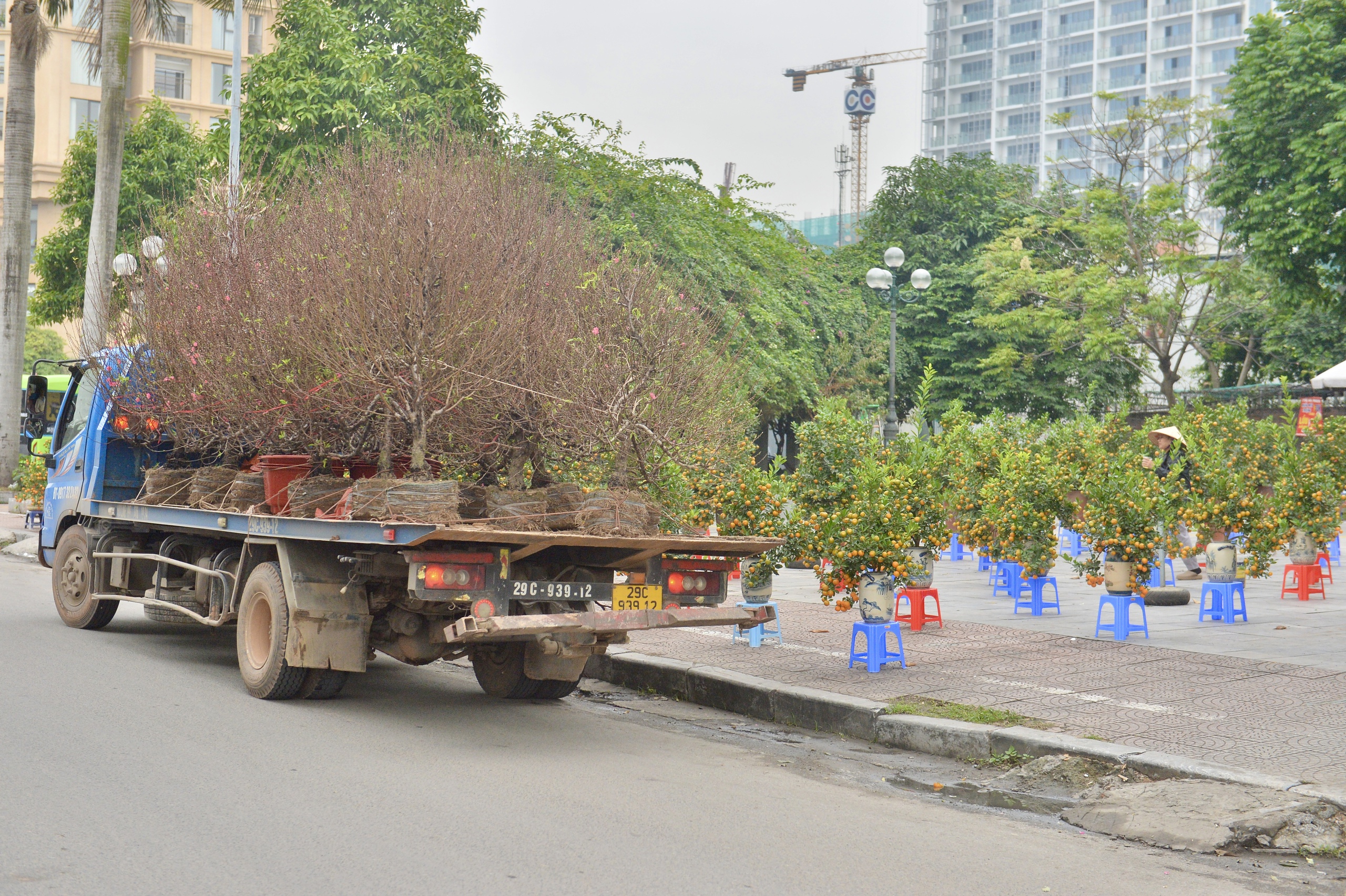 Chiêm ngưỡng cặp quýt hình rồng 'hét giá' 200 triệu trên phố Hà Nội- Ảnh 11.