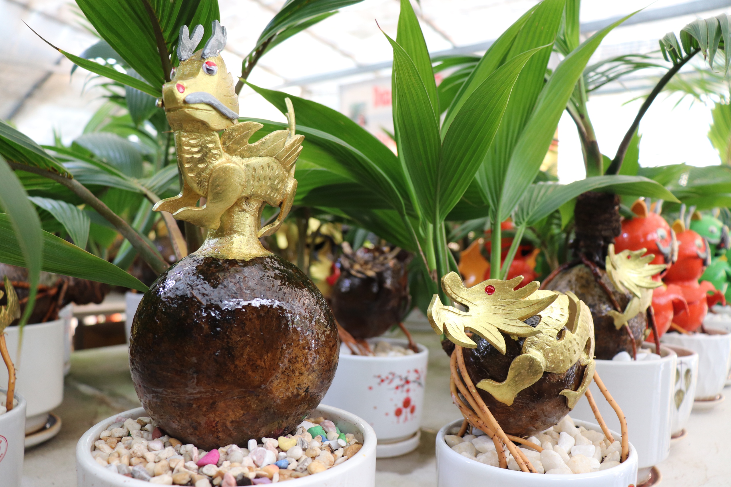 Độc lạ rồng vàng ôm dừa bonsai hút khách, mất cả năm mới tạo hình xong- Ảnh 2.