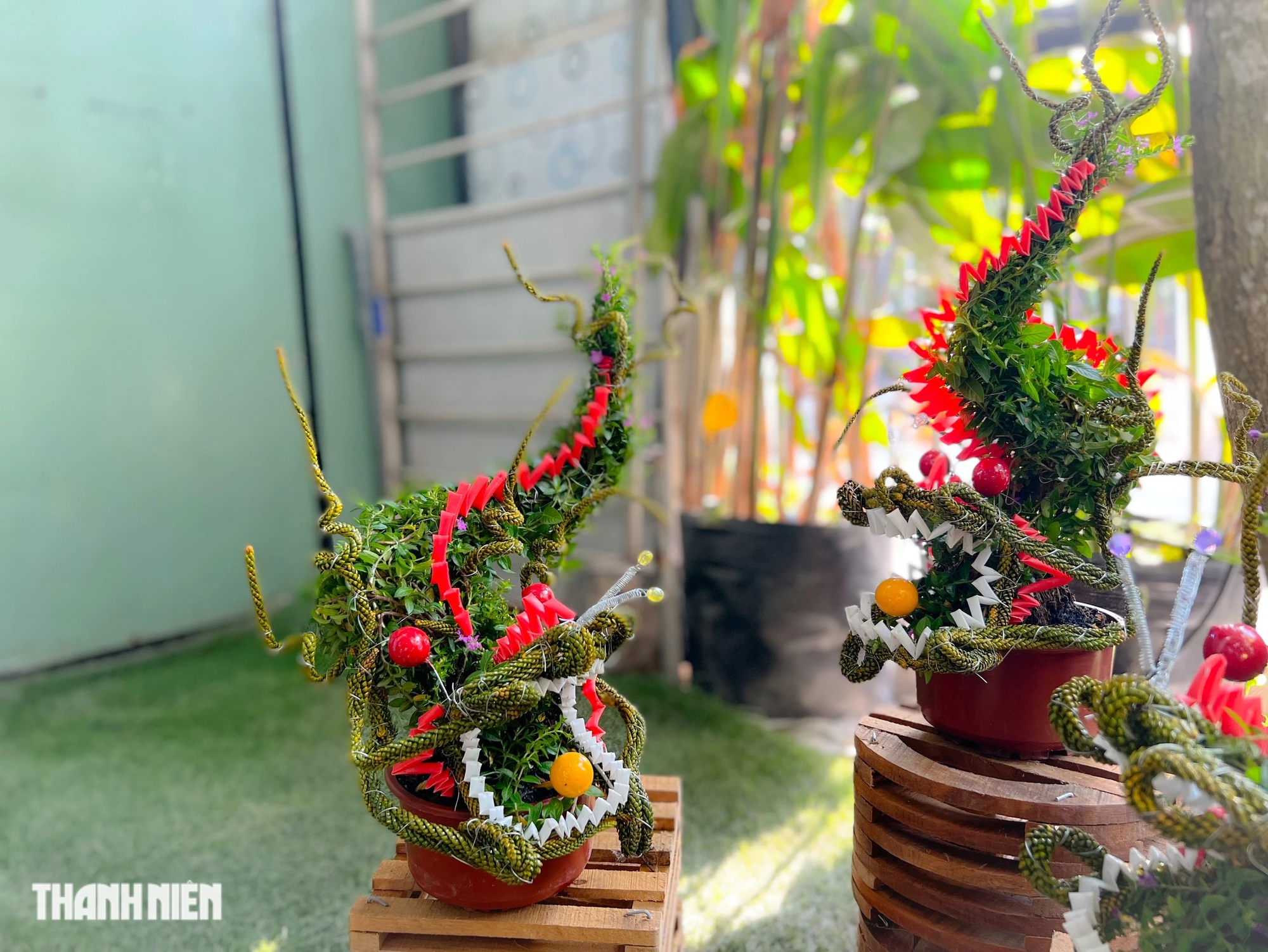 Chơi tết với bonsai hình rồng, giá chỉ trăm ngàn đồng cho tiết kiệm- Ảnh 4.