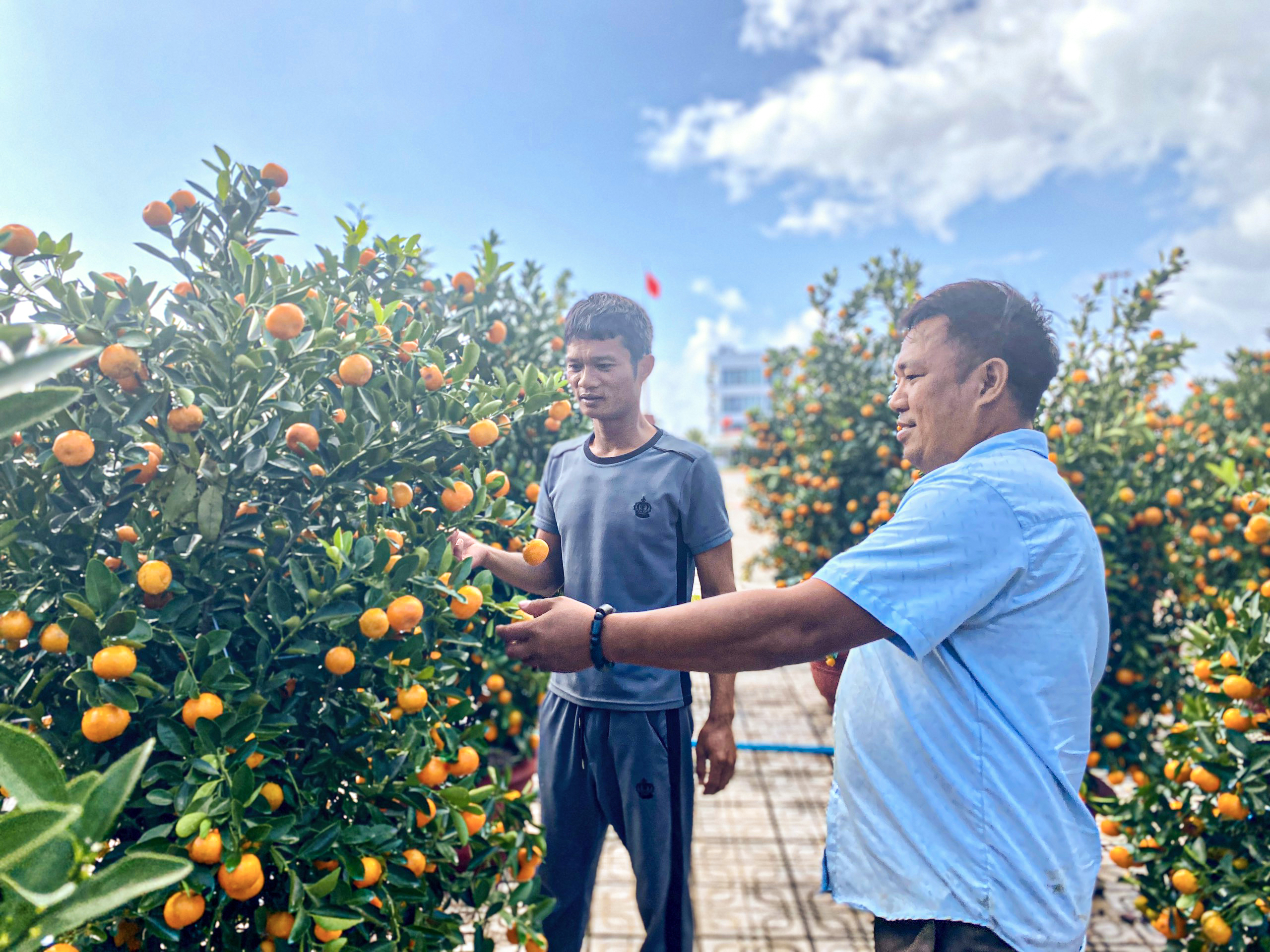 Tết Giáp Thìn 2024: Quất cảnh có mặt trên đảo Lý Sơn, trái sum suê nhờ thời tiết đẹp- Ảnh 5.