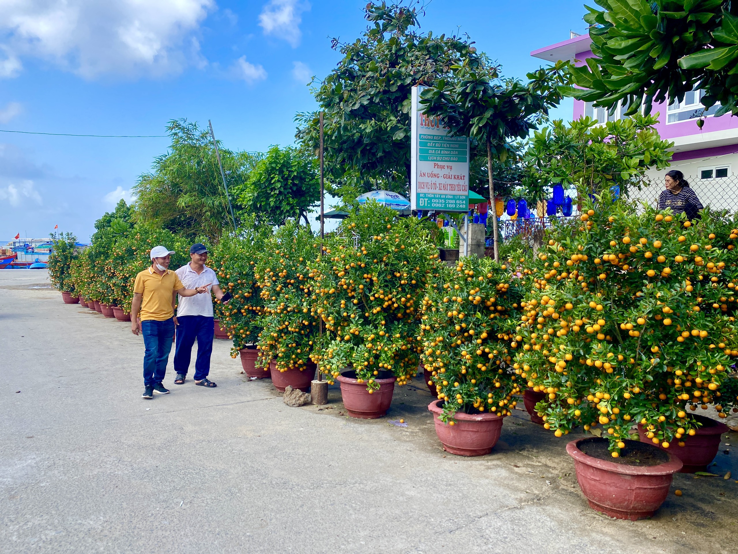 Tết Giáp Thìn 2024: Quất cảnh có mặt trên đảo Lý Sơn, trái sum suê nhờ thời tiết đẹp- Ảnh 1.