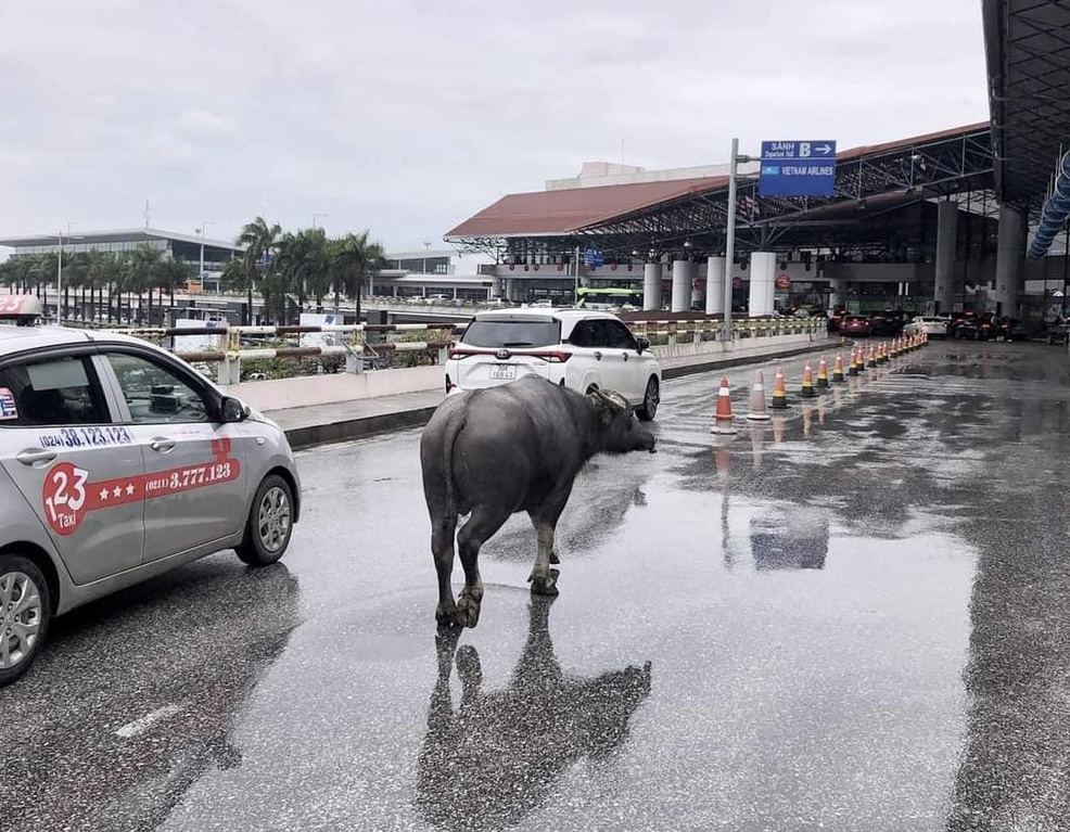 Trâu đi ‘lạc’ vào sân bay Nội Bài- Ảnh 1.