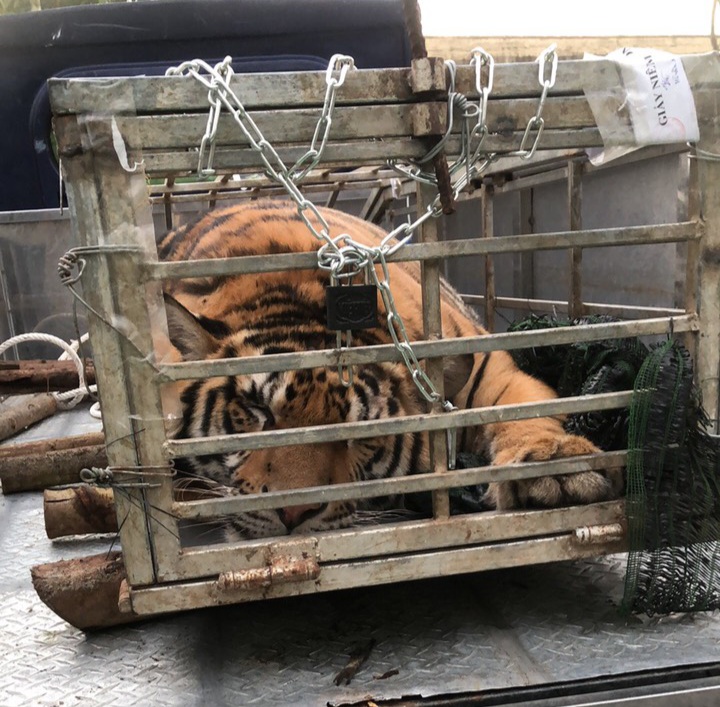Quảng Trị: Tài xế tông cửa bỏ chạy khi bị phát hiện, trên xe chở con hổ nặng 200 kg- Ảnh 4.