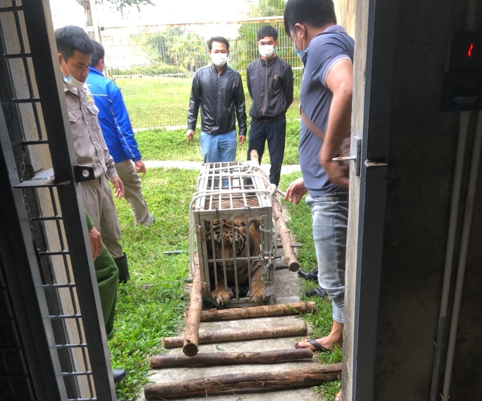 Quảng Trị: Tài xế tông cửa bỏ chạy khi bị phát hiện, trên xe chở con hổ nặng 200 kg- Ảnh 3.