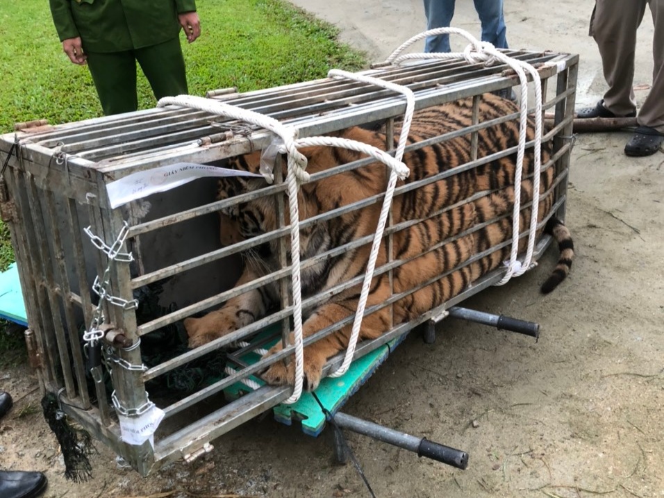 Quảng Trị: Tài xế tông cửa bỏ chạy khi bị phát hiện, trên xe chở con hổ nặng 200 kg- Ảnh 2.