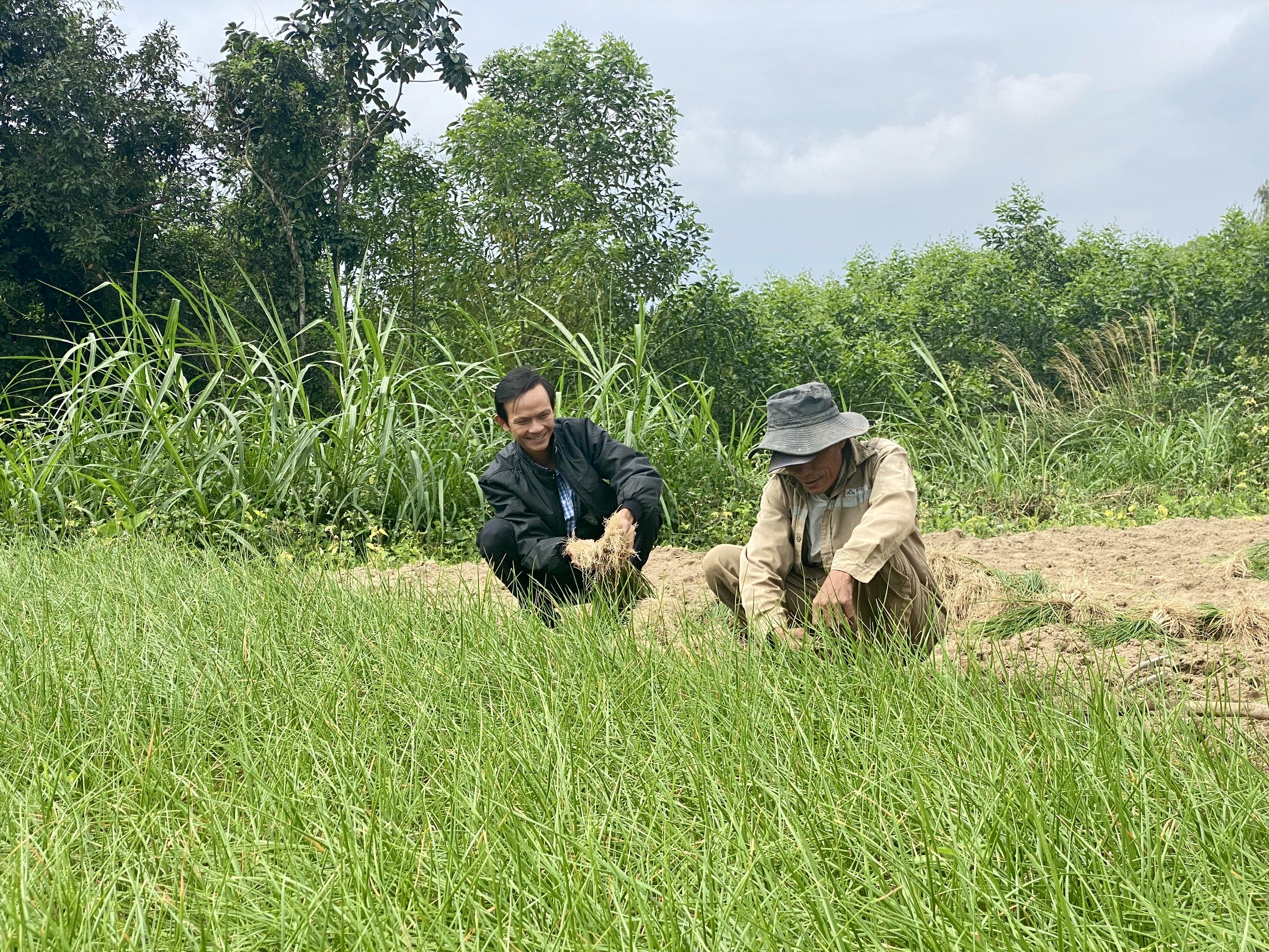 Quảng Ngãi: Thủ phủ kiệu vào vụ thu hoạch nhưng kém vui vì rớt giá- Ảnh 9.