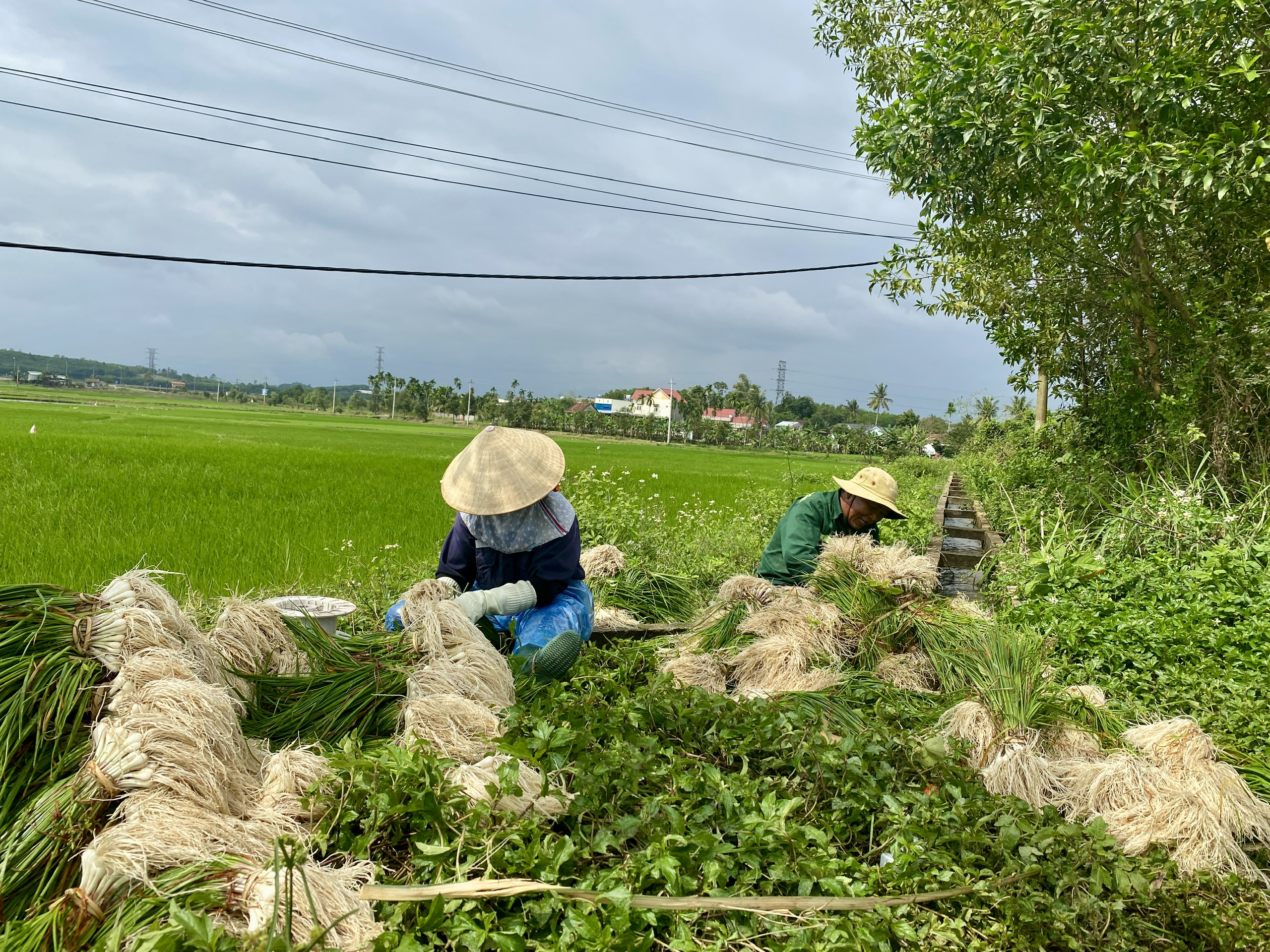 Quảng Ngãi: Thủ phủ kiệu vào vụ thu hoạch nhưng kém vui vì rớt giá- Ảnh 10.