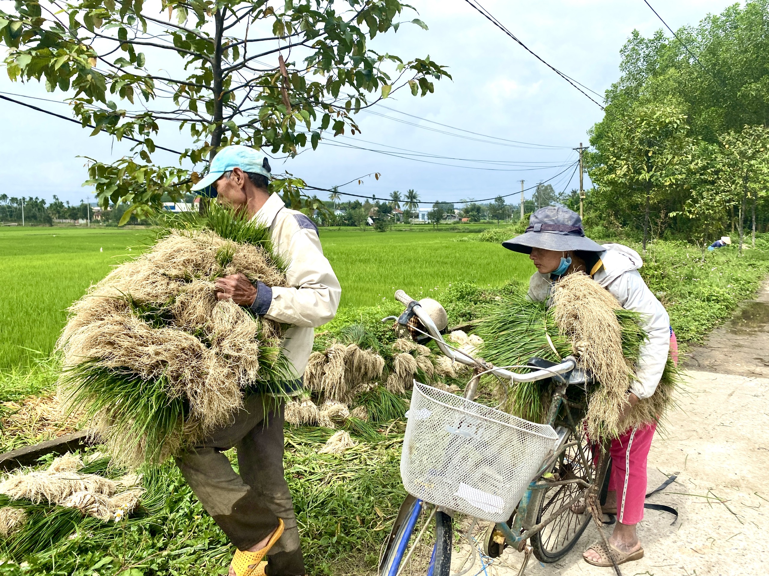 Quảng Ngãi: Thủ phủ kiệu vào vụ thu hoạch nhưng kém vui vì rớt giá- Ảnh 8.