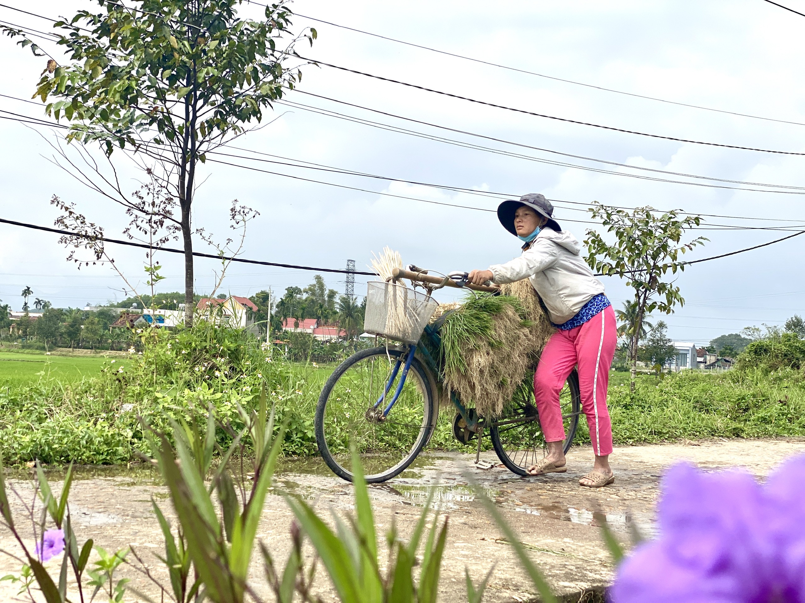 Quảng Ngãi: Thủ phủ kiệu vào vụ thu hoạch nhưng kém vui vì rớt giá- Ảnh 12.