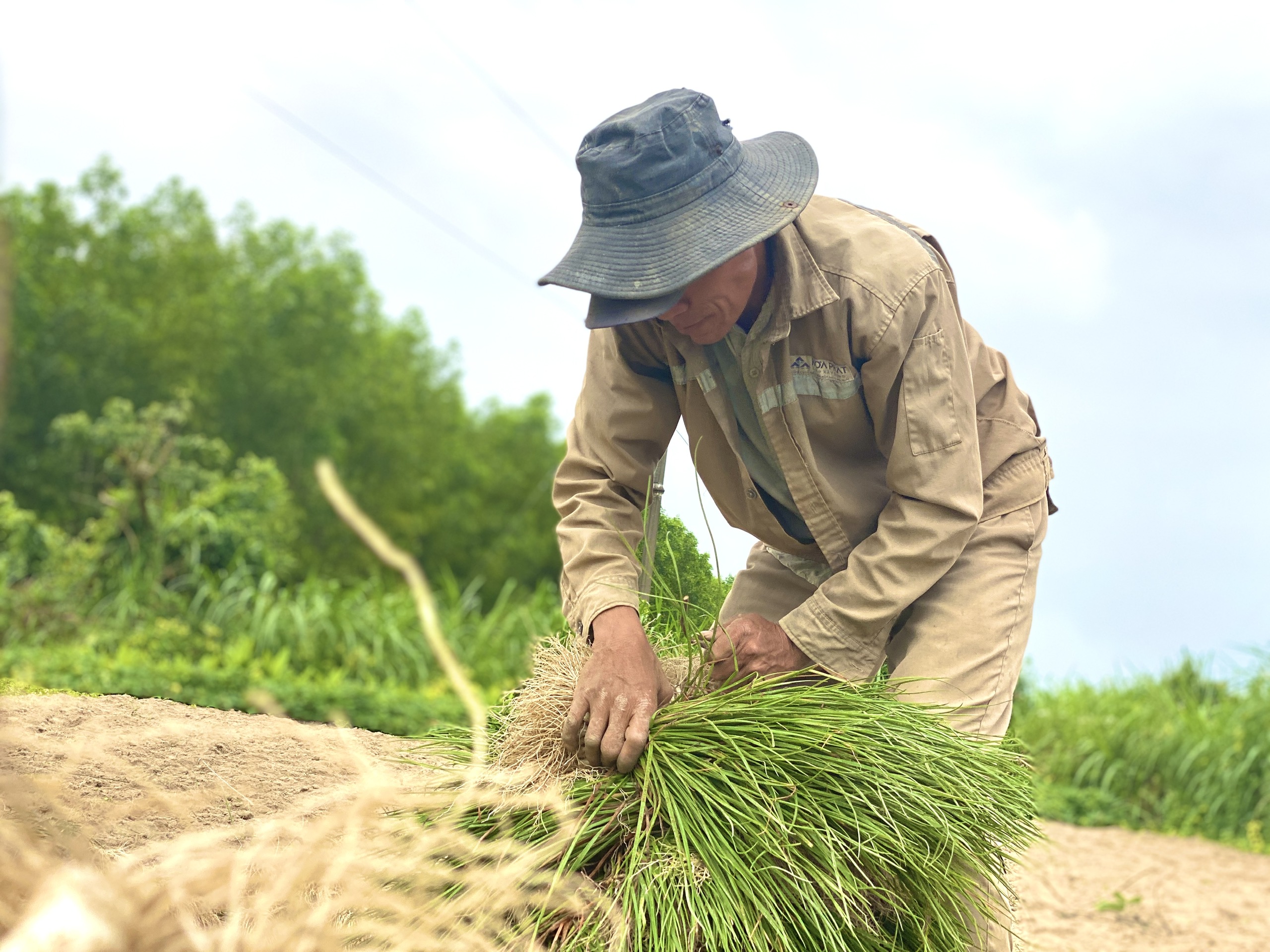 Quảng Ngãi: Thủ phủ kiệu vào vụ thu hoạch nhưng kém vui vì rớt giá- Ảnh 11.