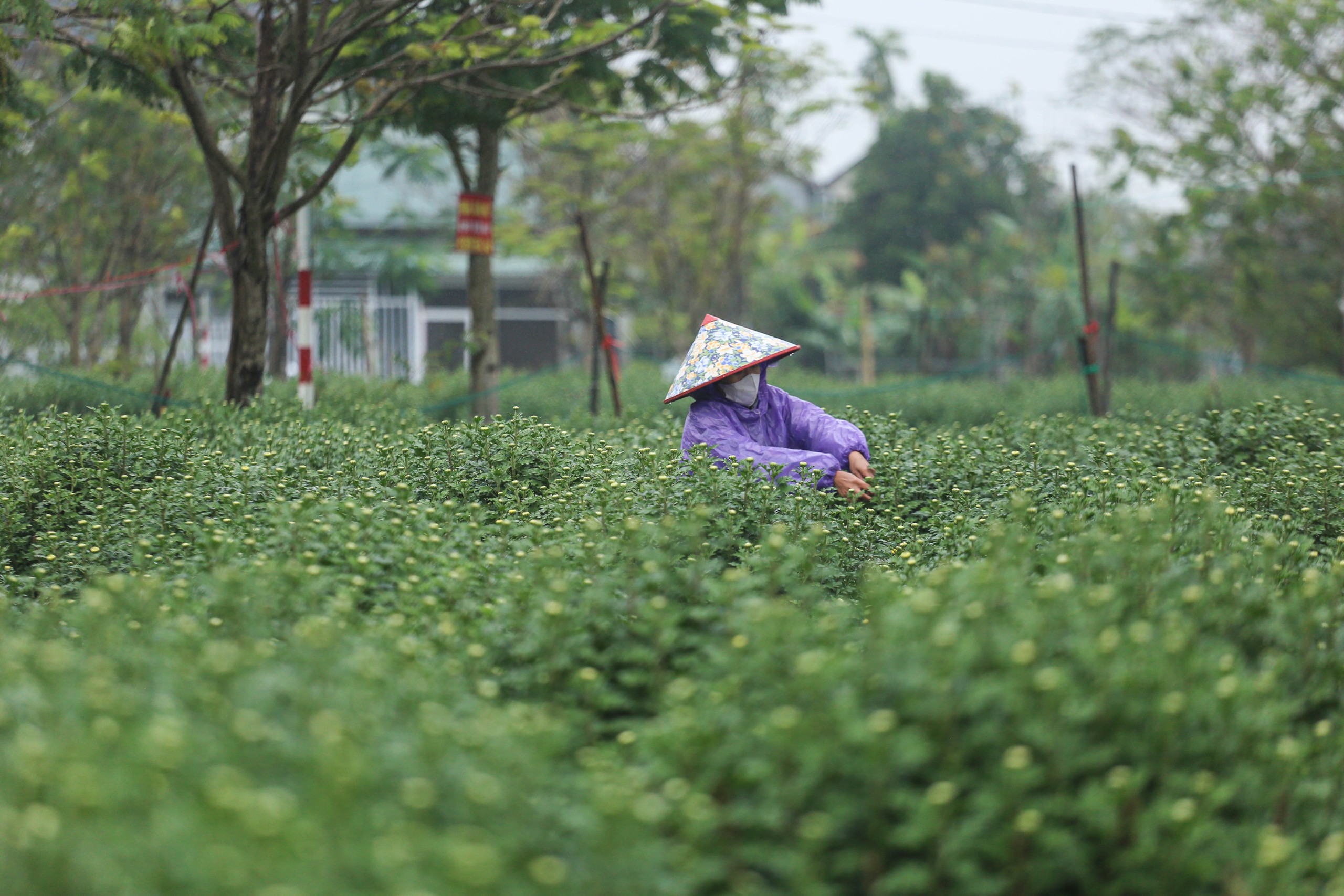 Làng hoa cúc Huế: Hoa đẹp, nở đúng tết nhưng chỉ bán... lai rai- Ảnh 1.